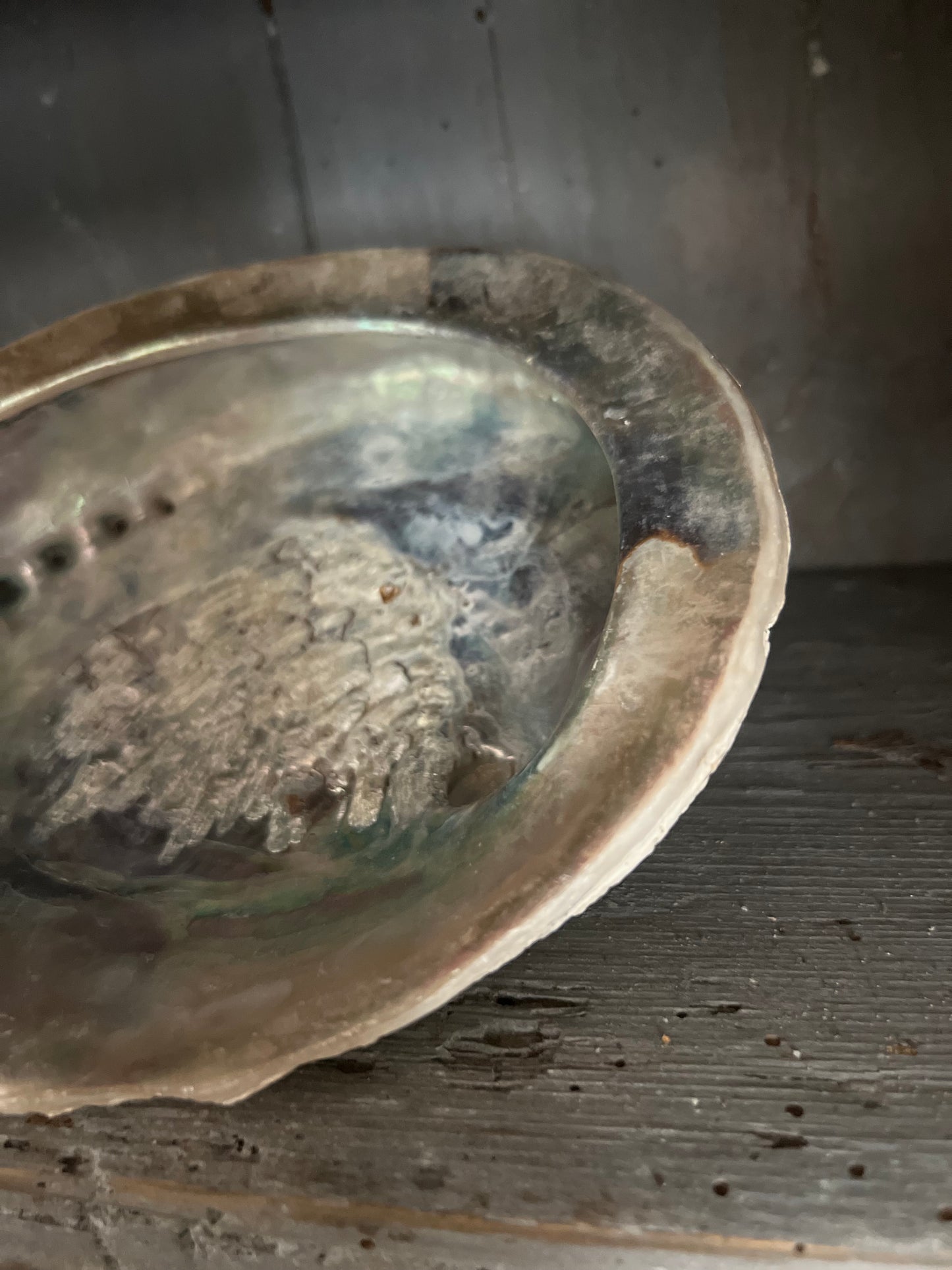 Vintage Abalone Shell