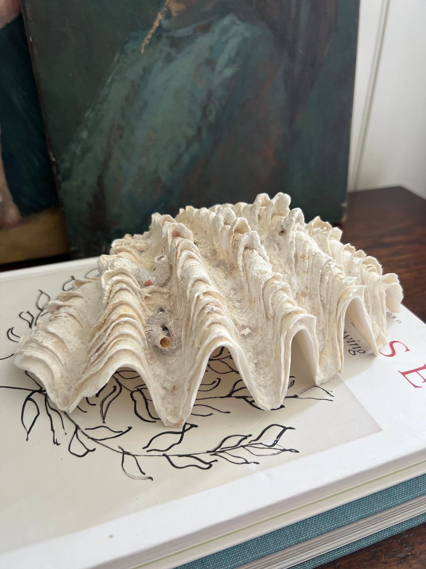 Antique Clam Shell