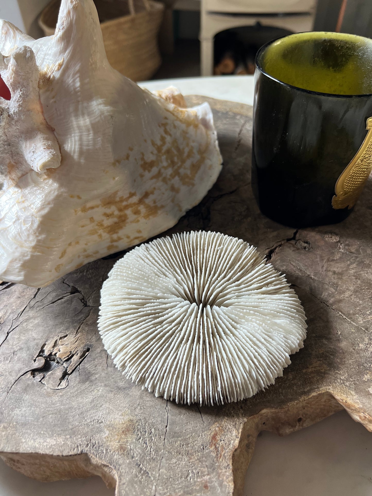 Antique Medium Mushroom Coral