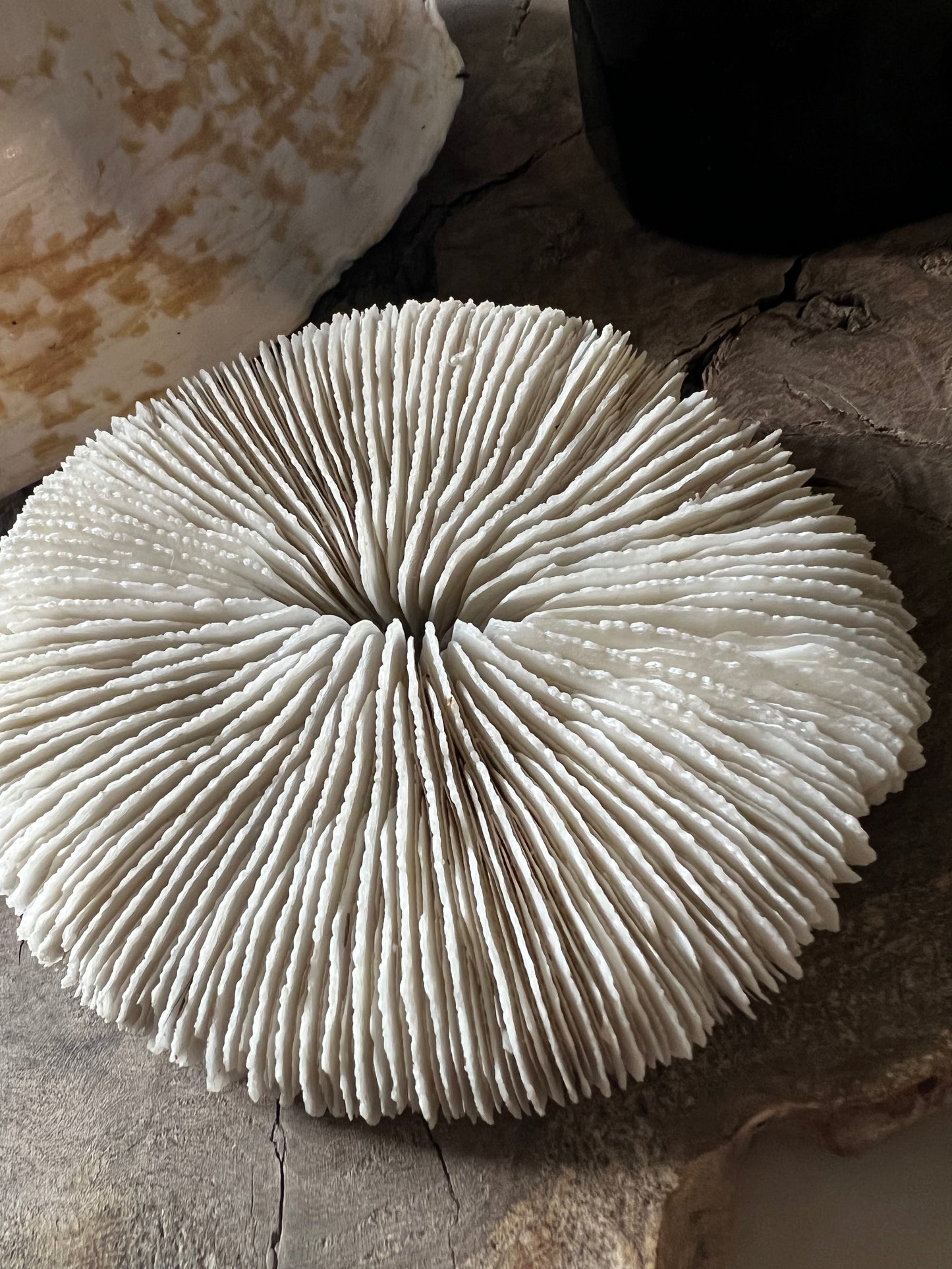 Antique Medium Mushroom Coral