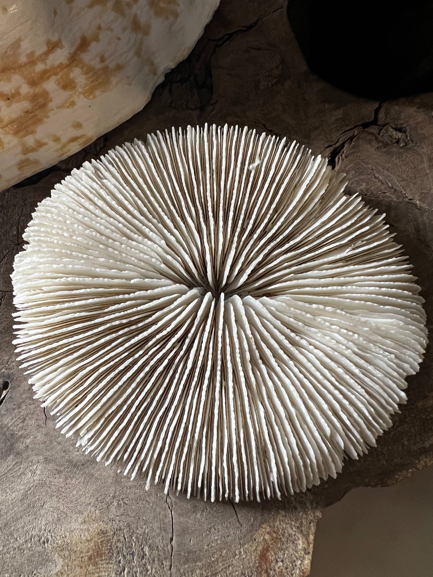 Antique Medium Mushroom Coral