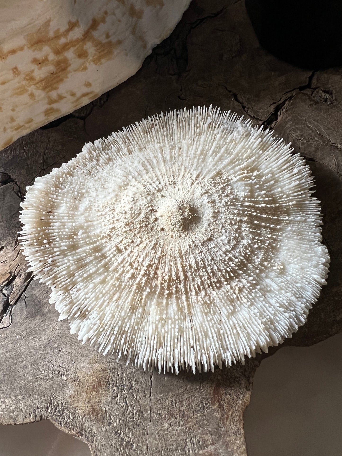 Antique Medium Mushroom Coral