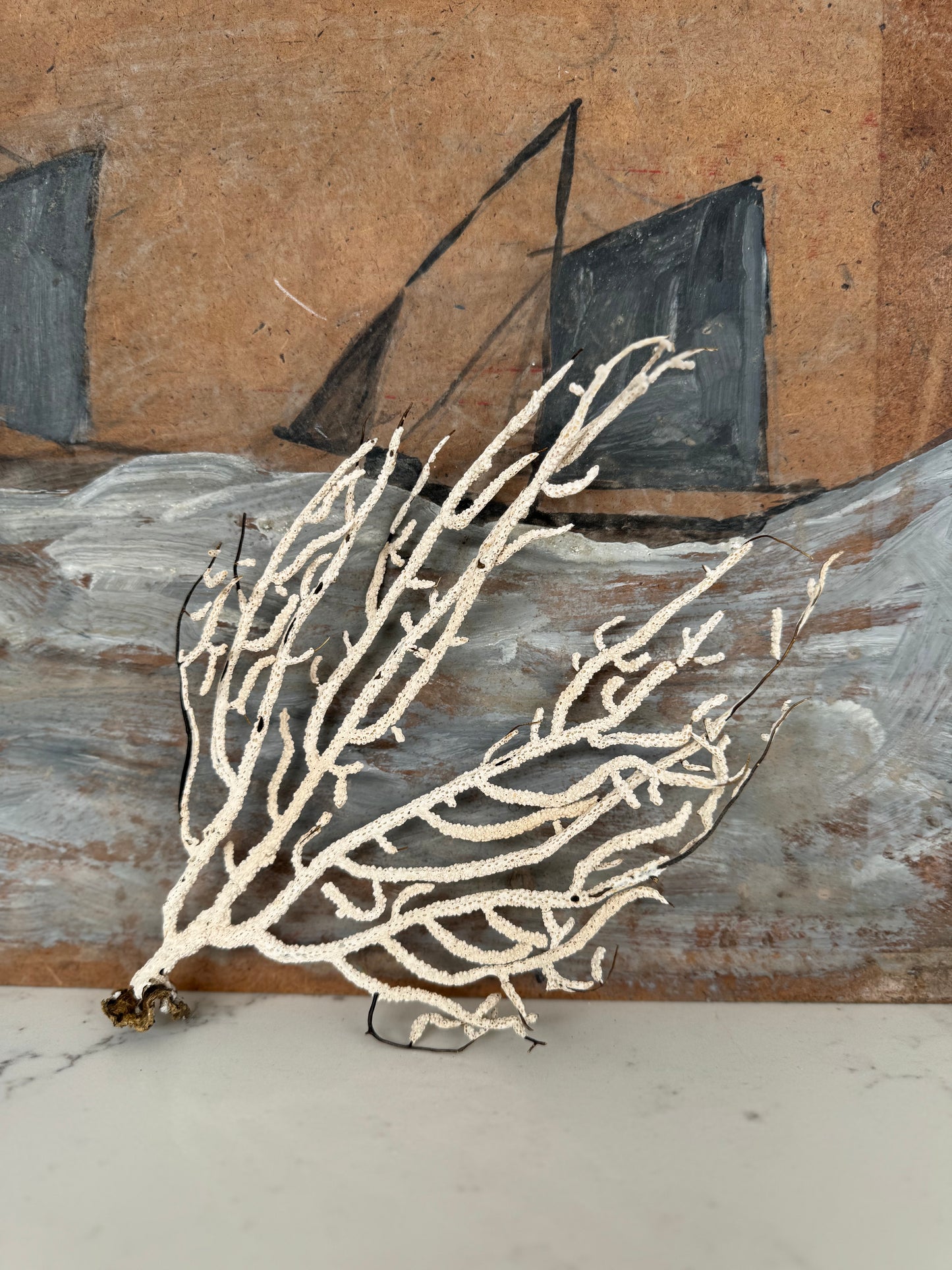 Antique Sea Fan Coral Specimen