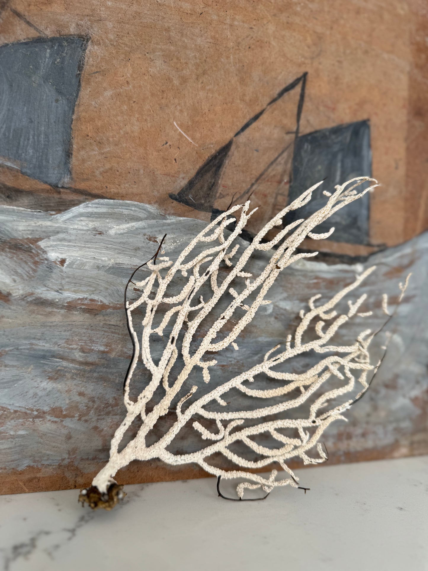 Antique Sea Fan Coral Specimen