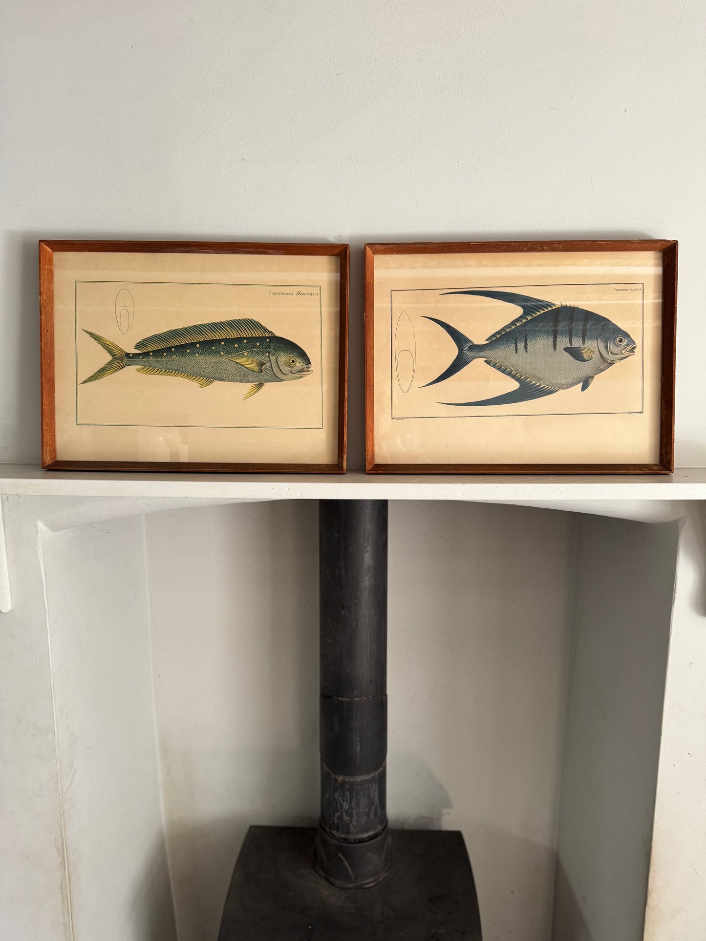 Pair of Vintage Framed Fish Prints