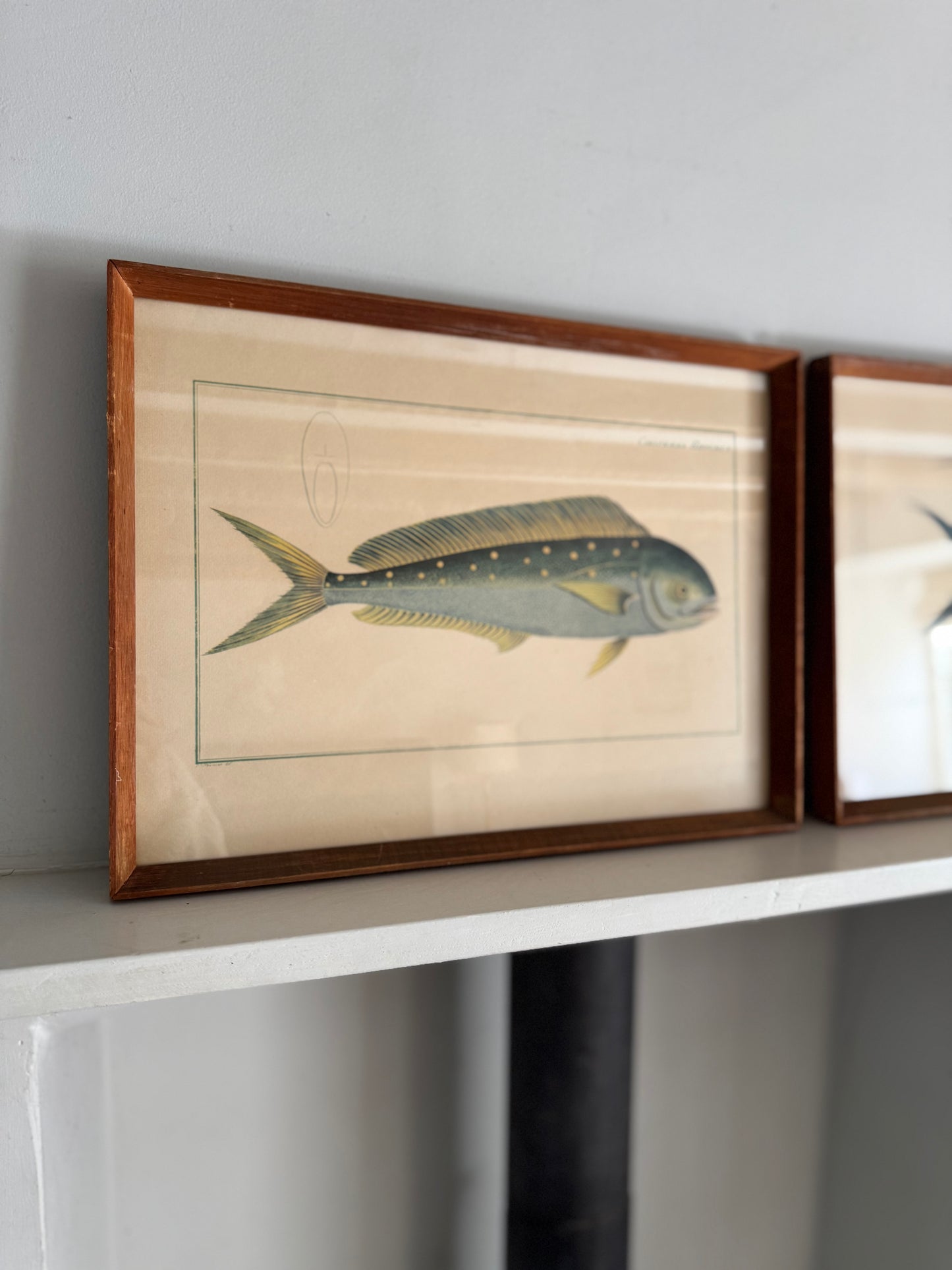 Pair of Vintage Framed Fish Prints