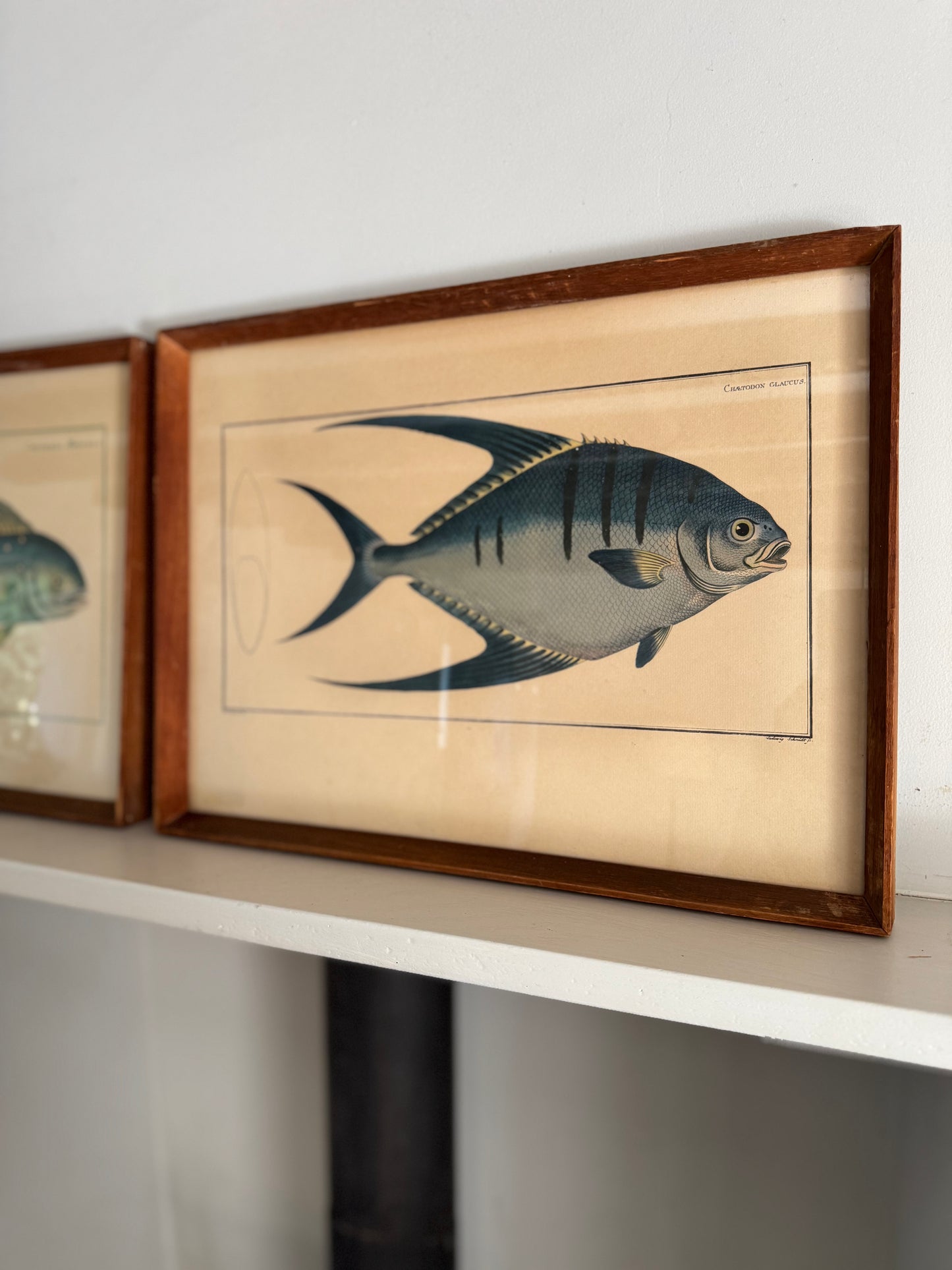 Pair of Vintage Framed Fish Prints