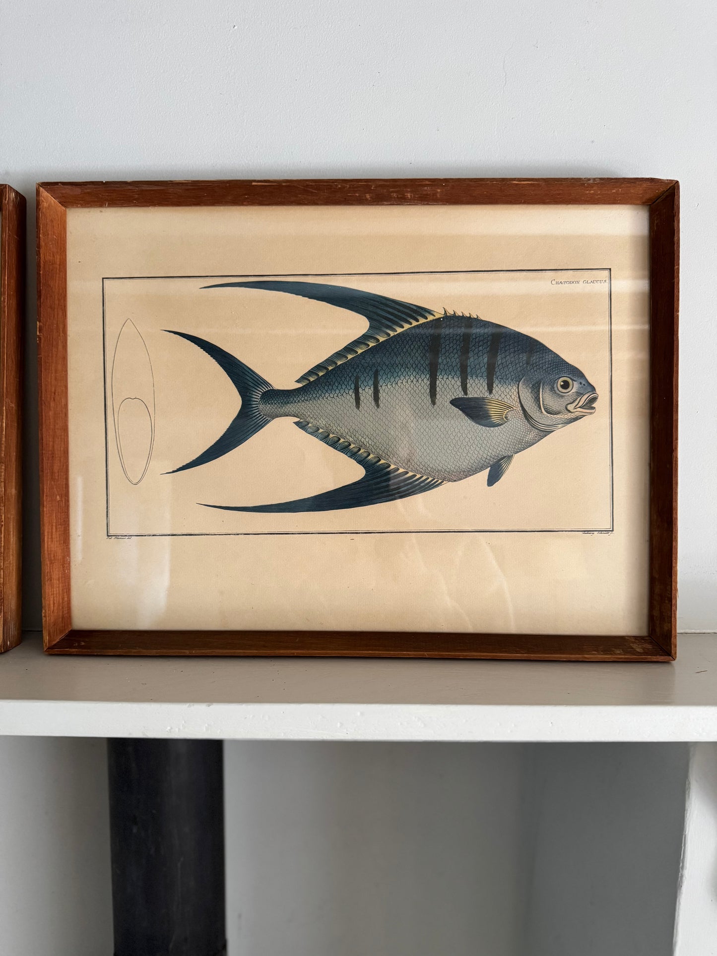 Pair of Vintage Framed Fish Prints
