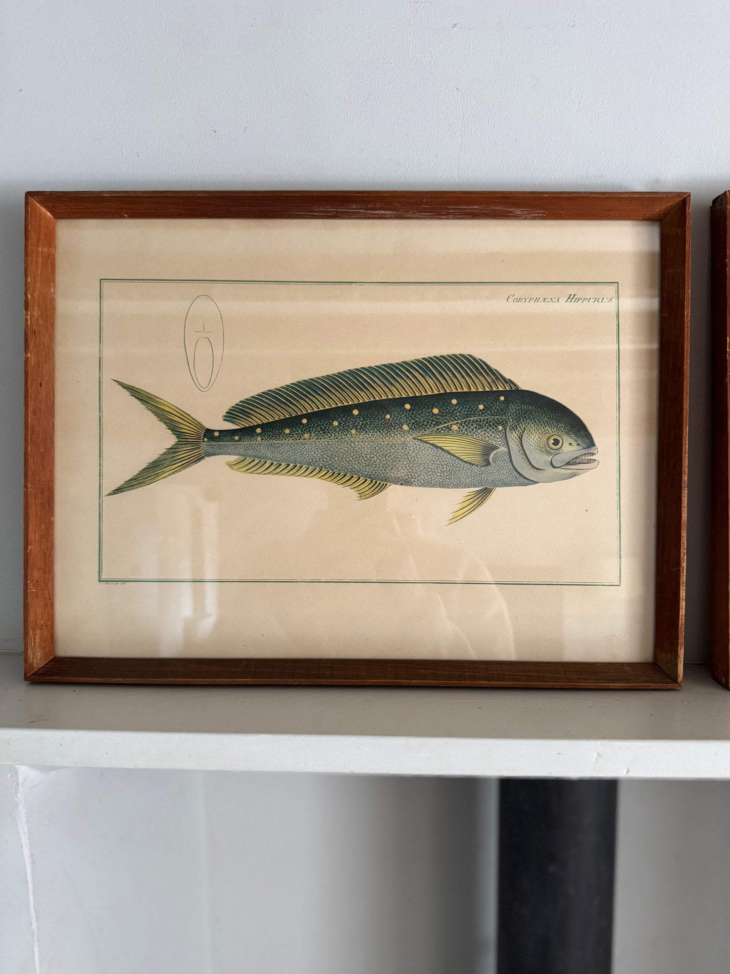 Pair of Vintage Framed Fish Prints