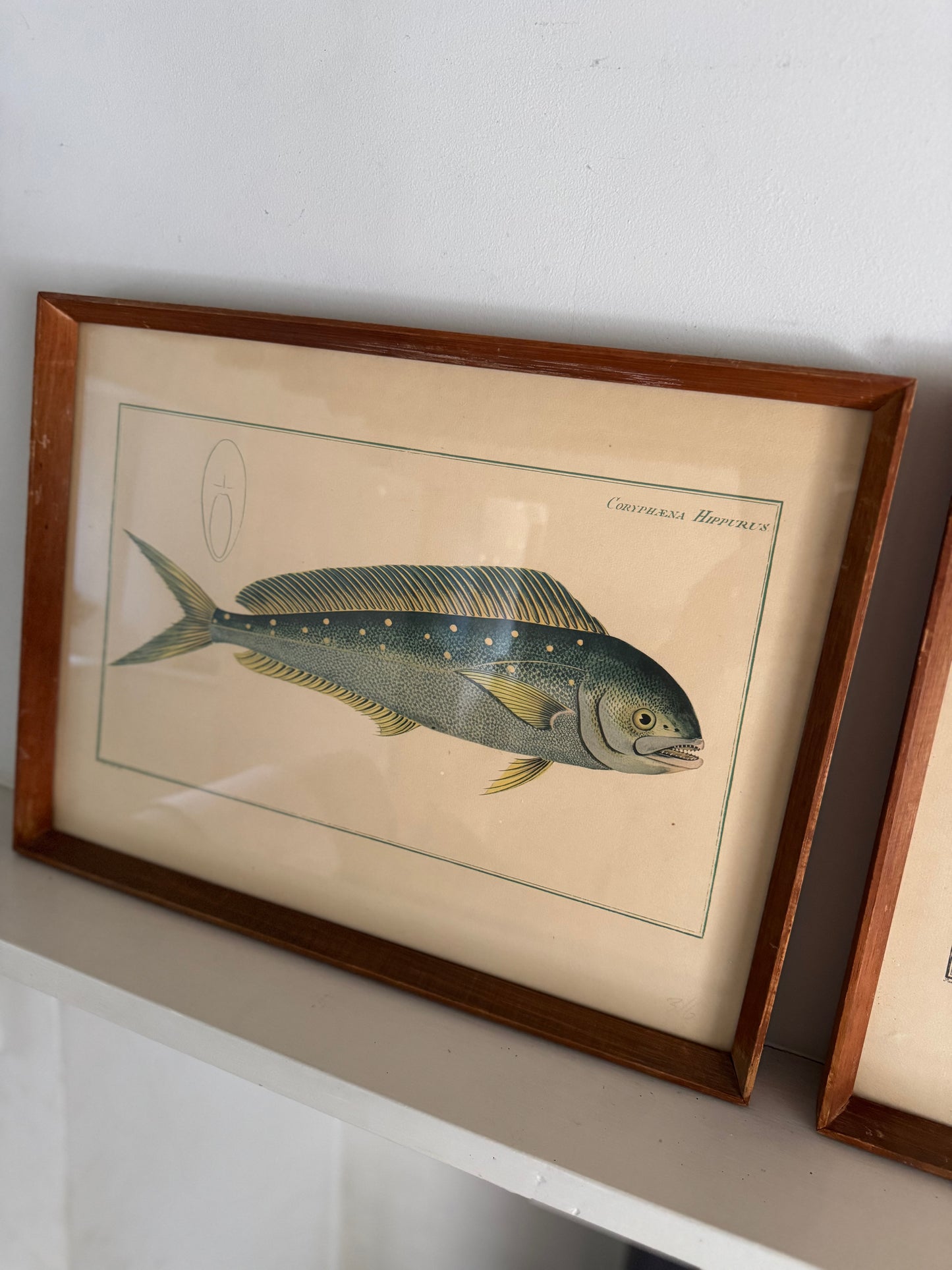 Pair of Vintage Framed Fish Prints