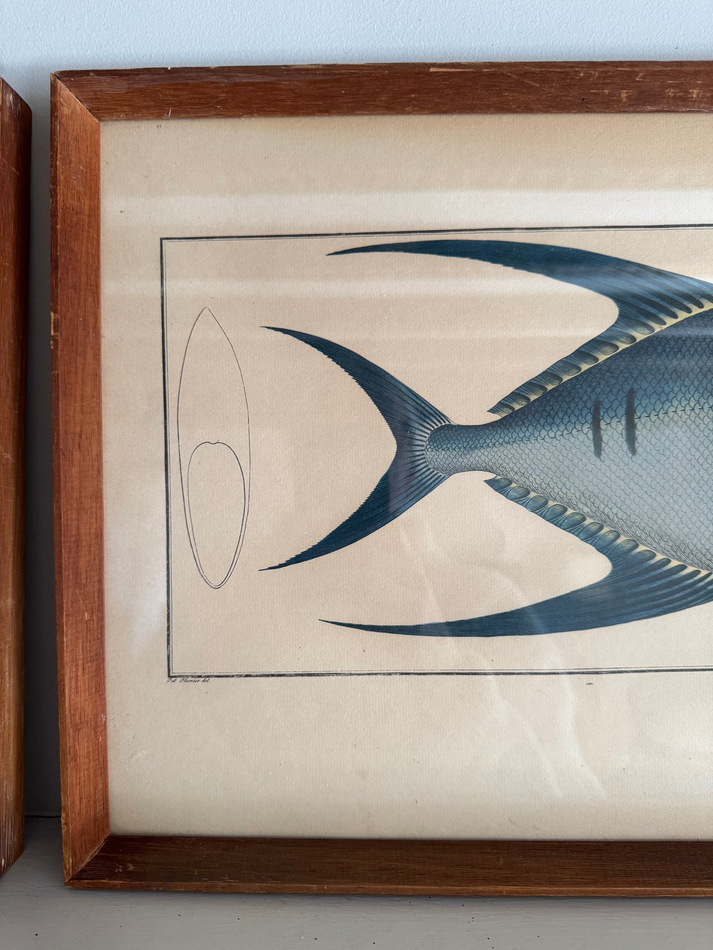 Pair of Vintage Framed Fish Prints