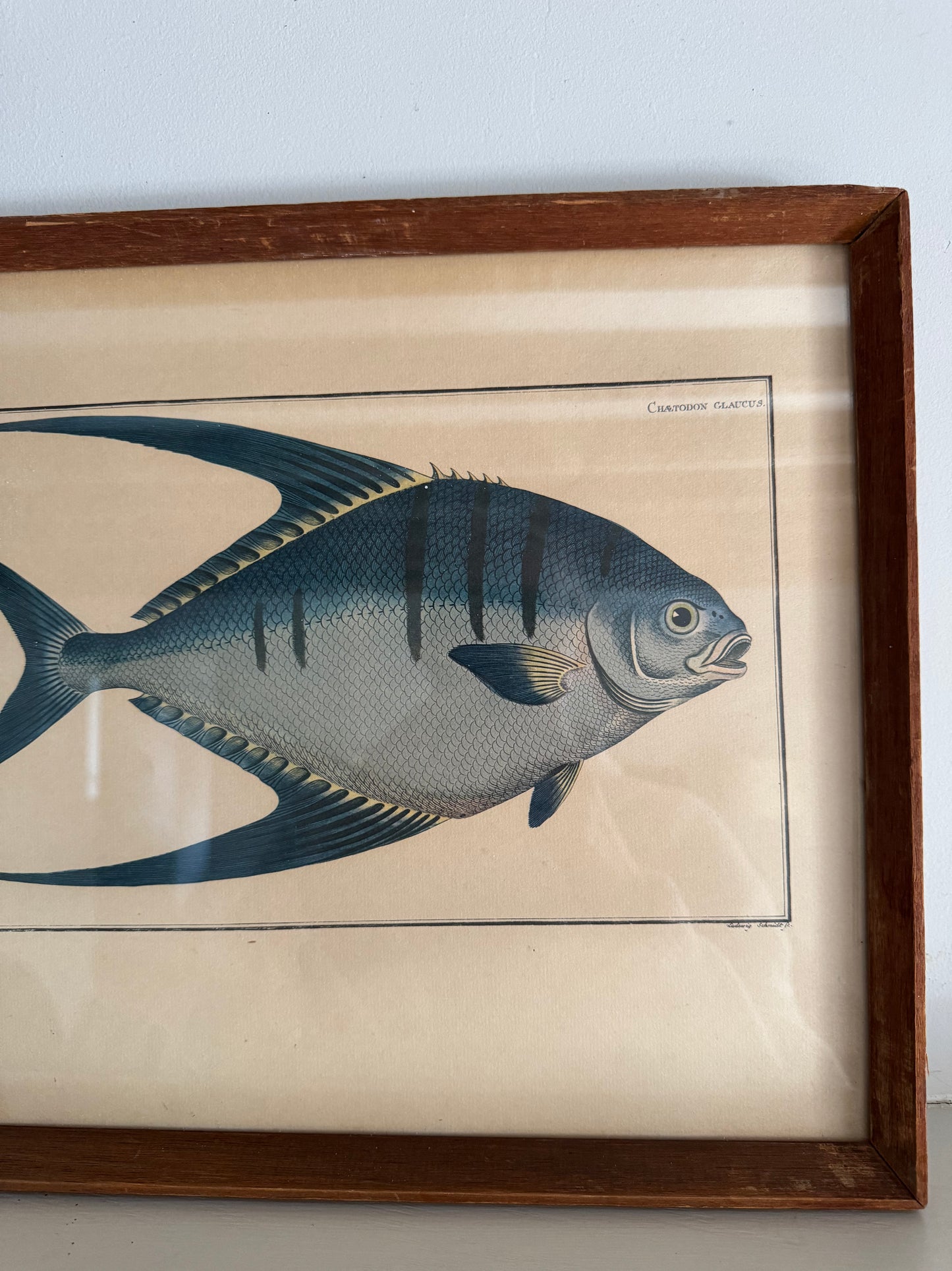 Pair of Vintage Framed Fish Prints