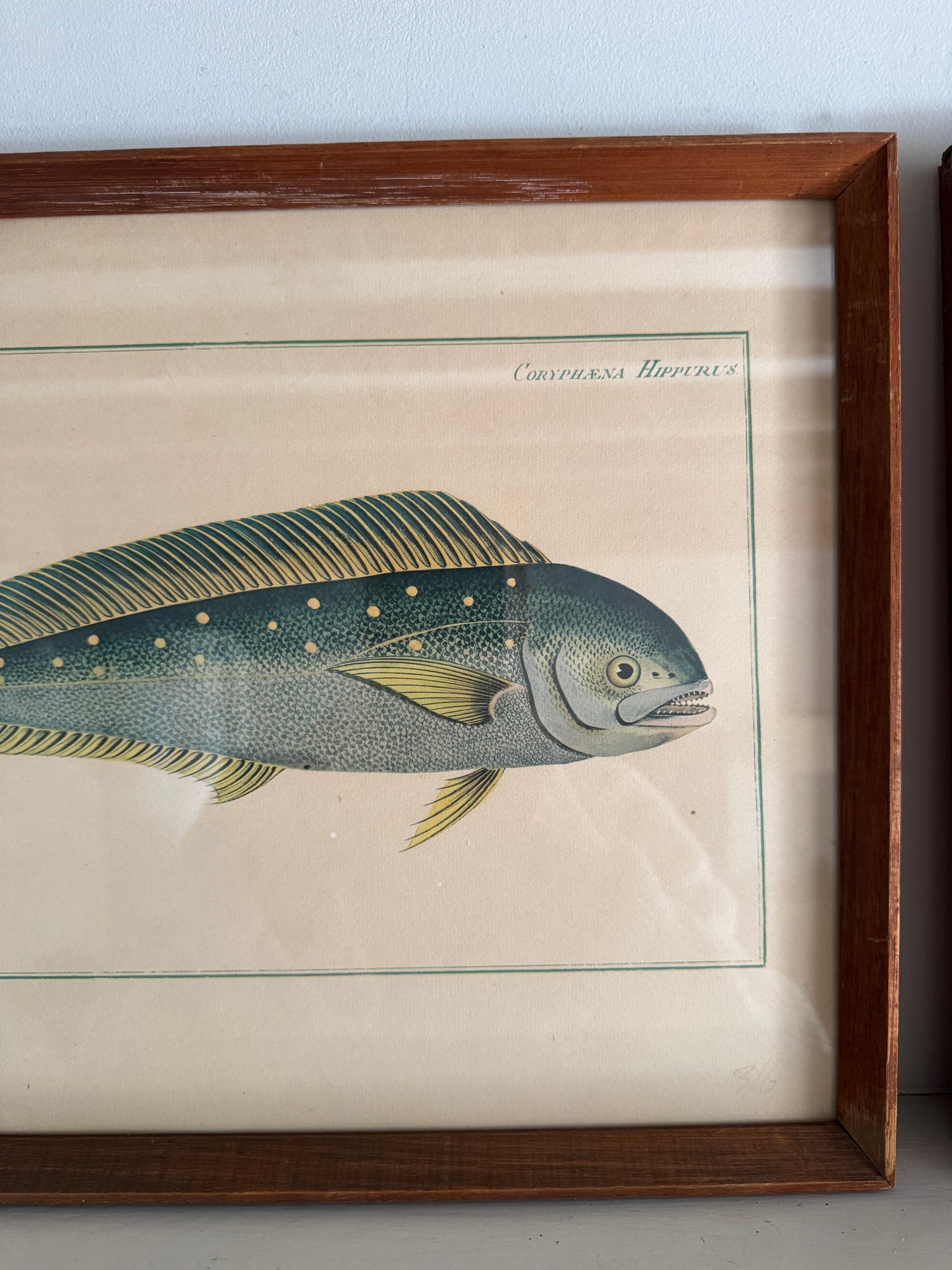 Pair of Vintage Framed Fish Prints