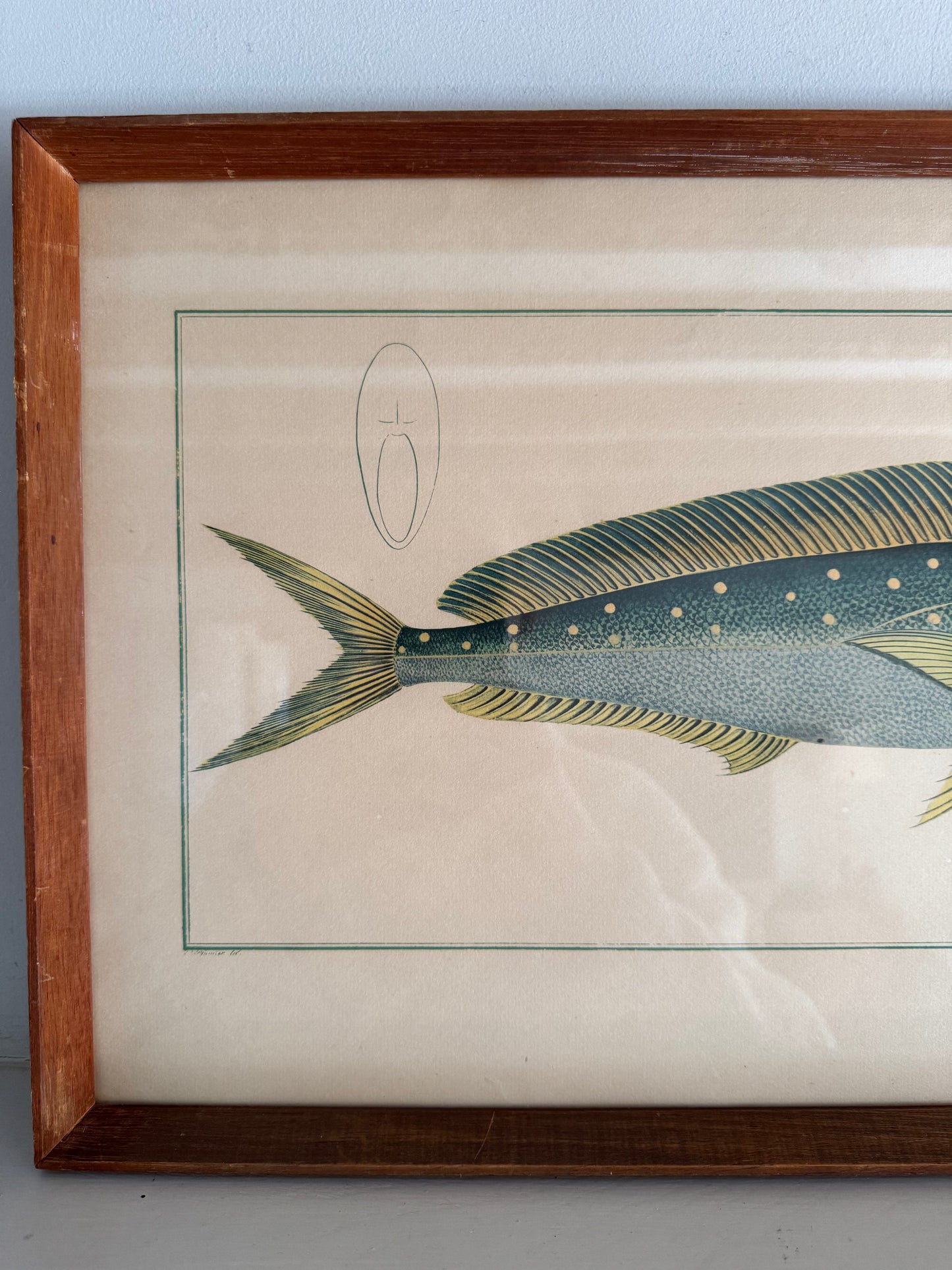 Pair of Vintage Framed Fish Prints