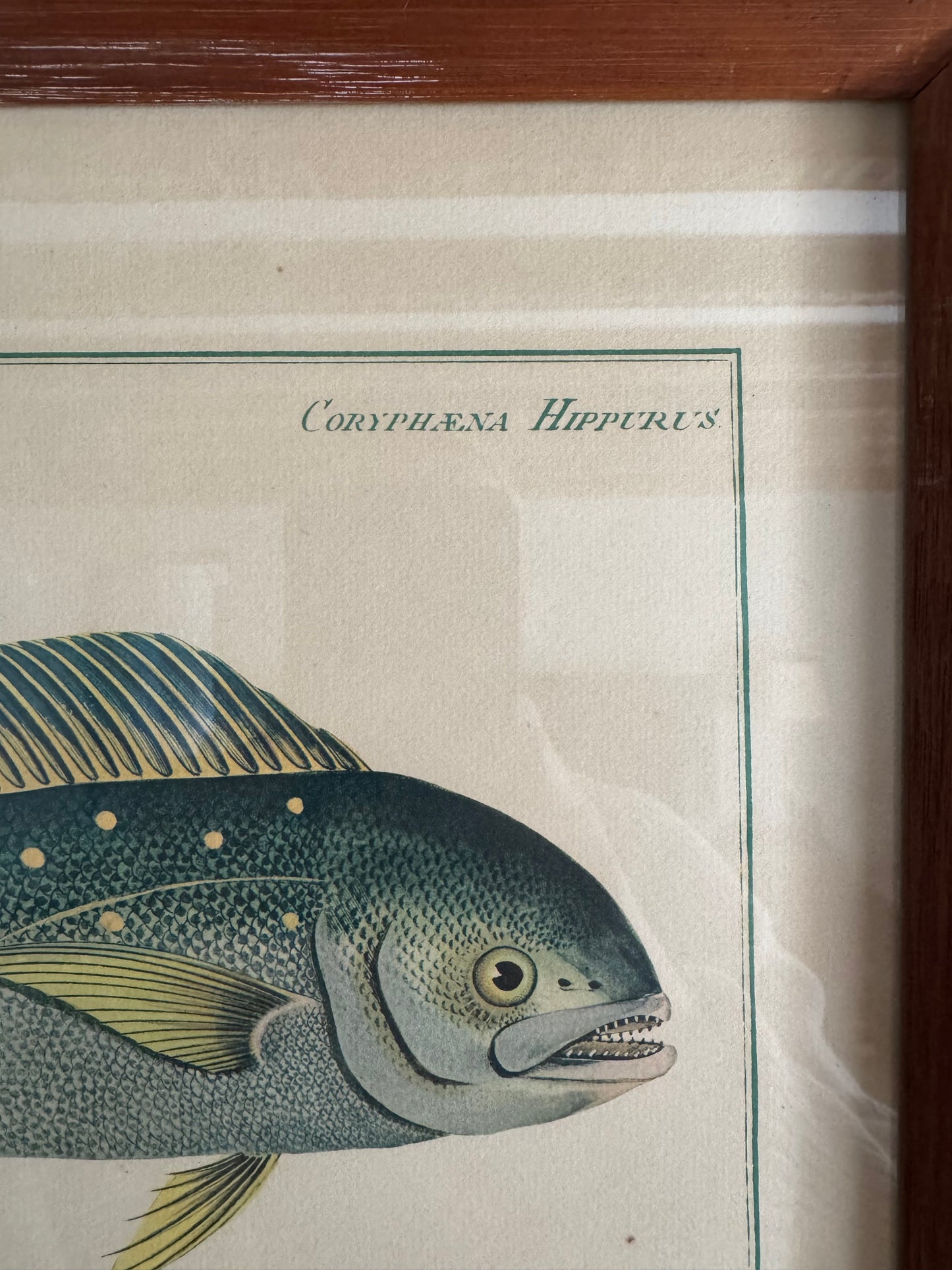 Pair of Vintage Framed Fish Prints
