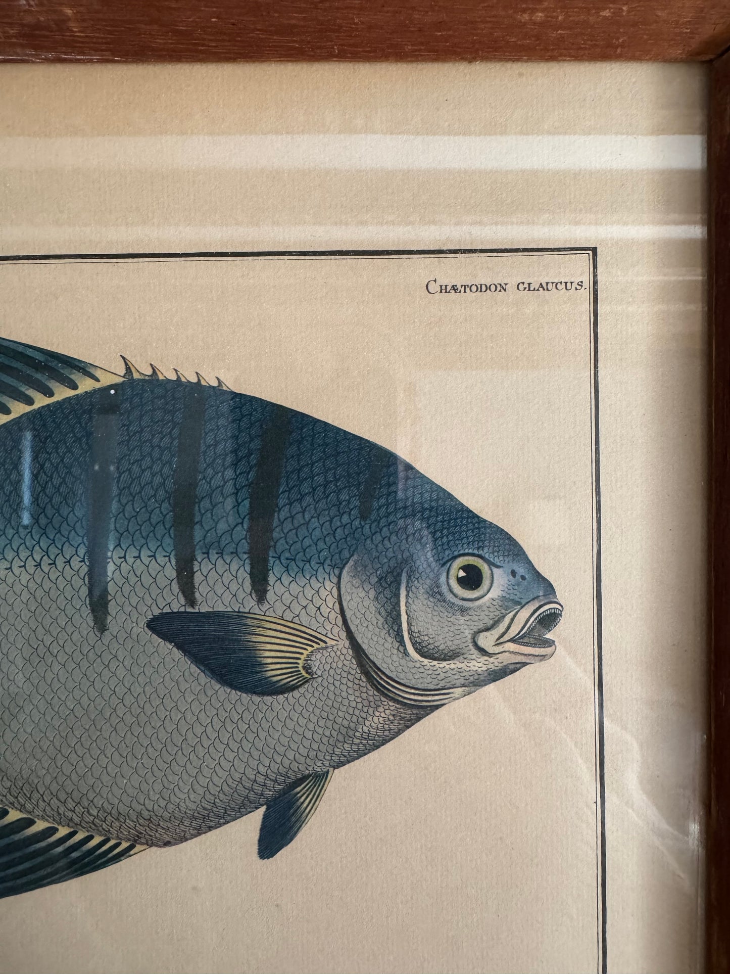 Pair of Vintage Framed Fish Prints