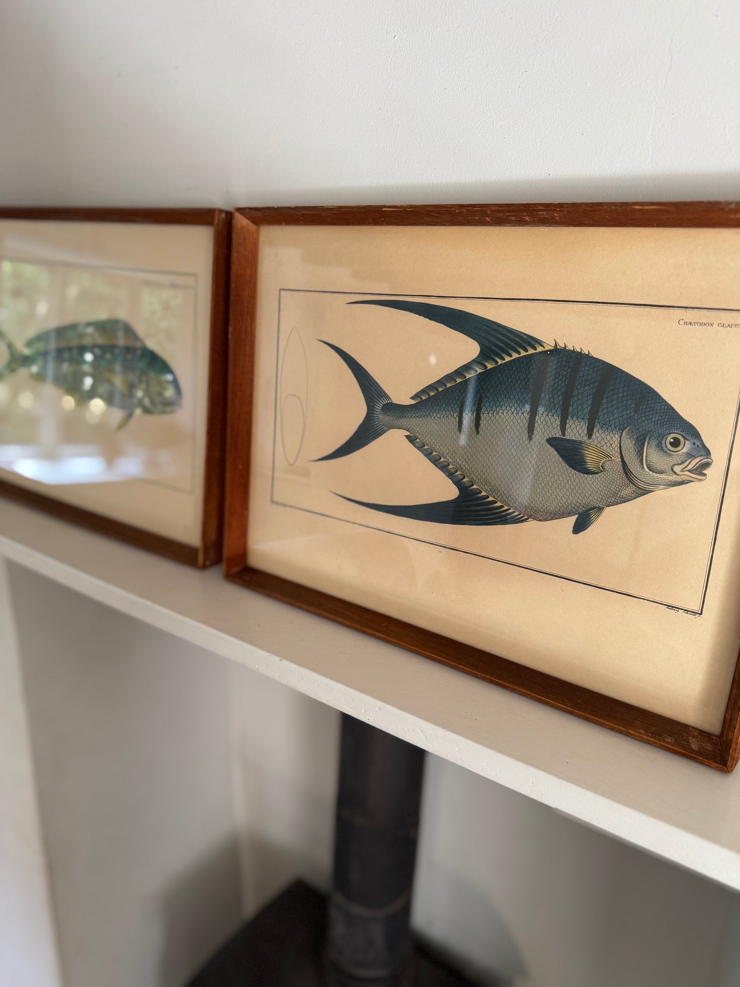 Pair of Vintage Framed Fish Prints