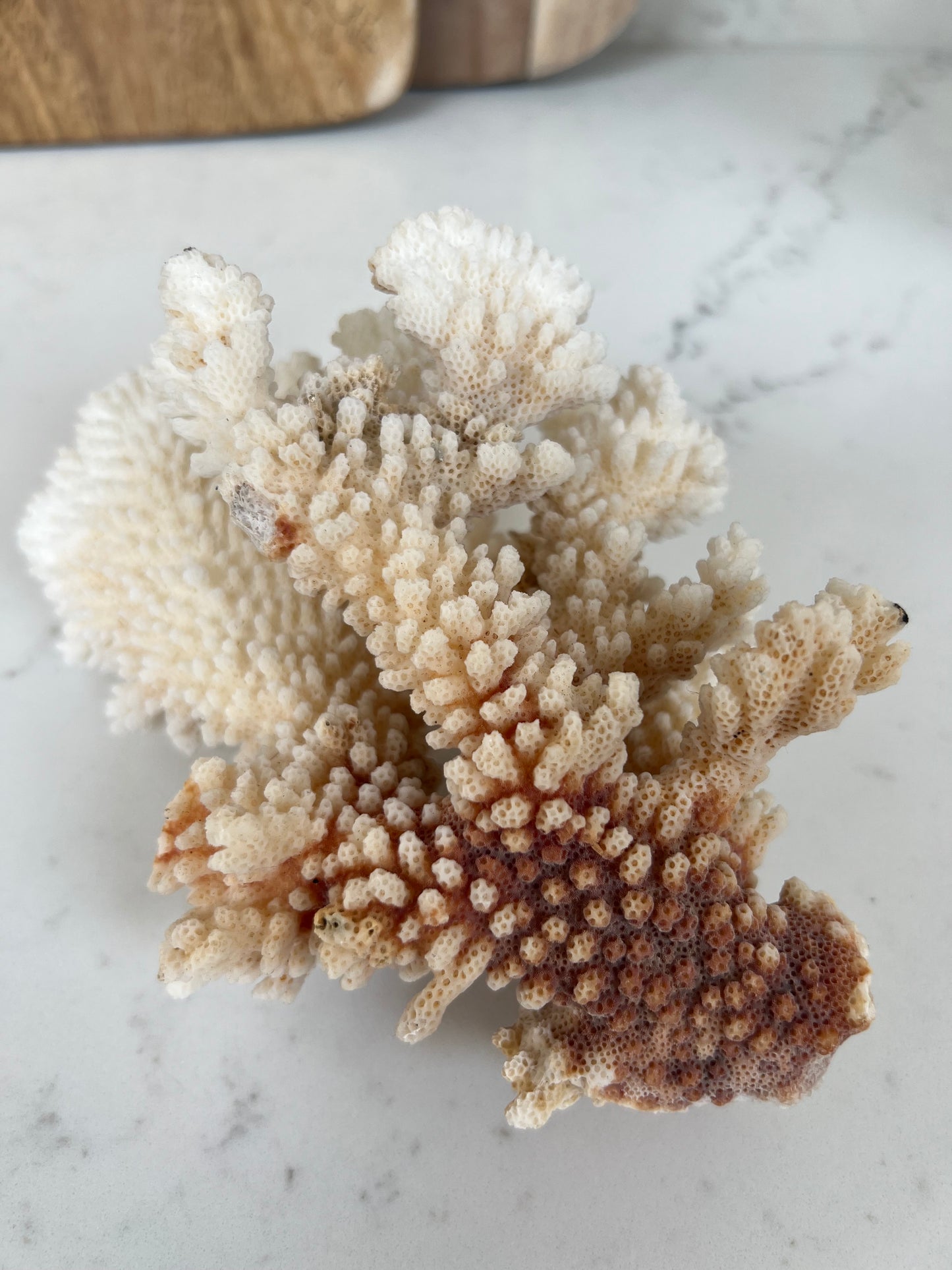 Antique Coral Specimen