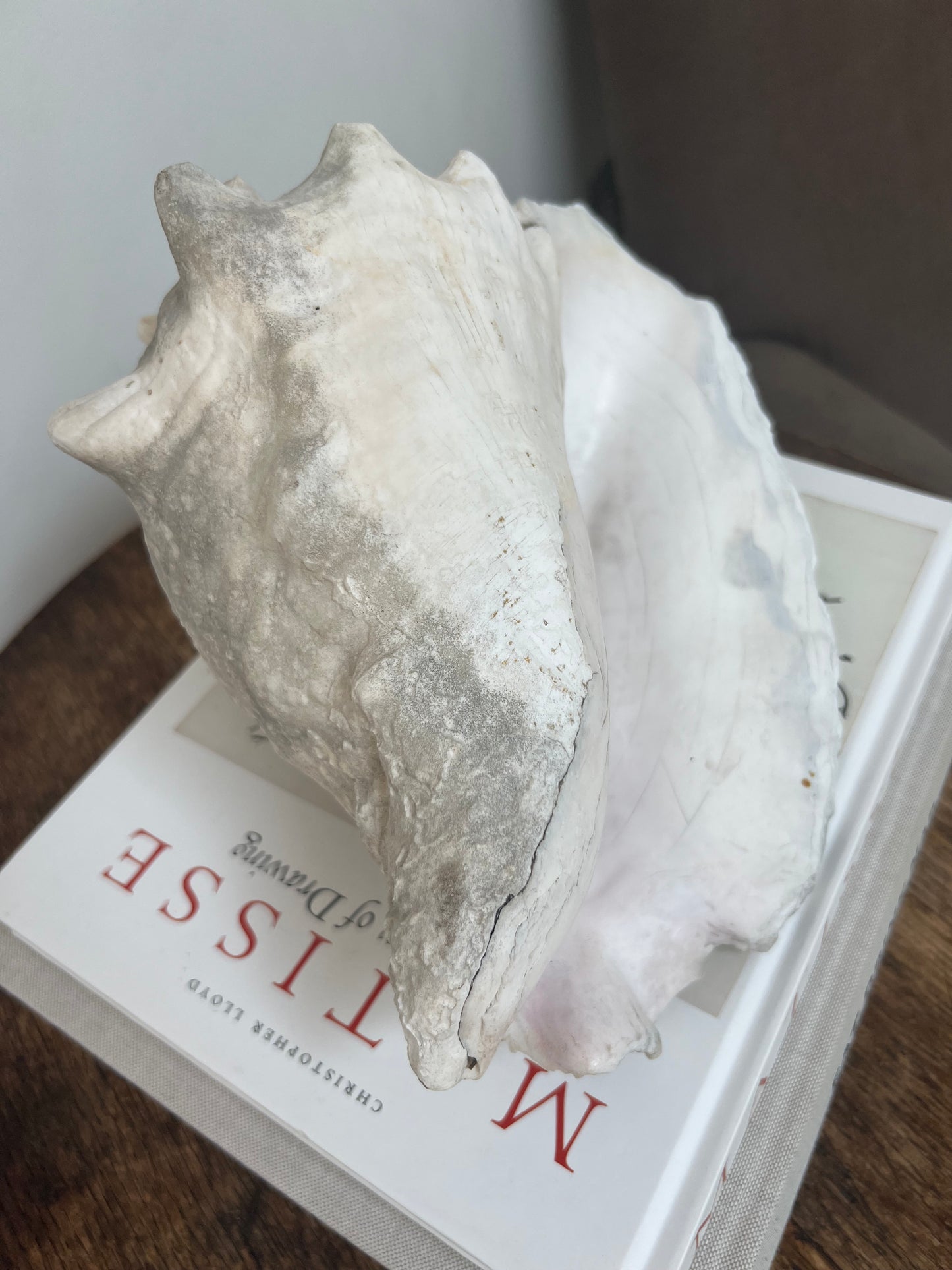 Large Antique Conch Shell