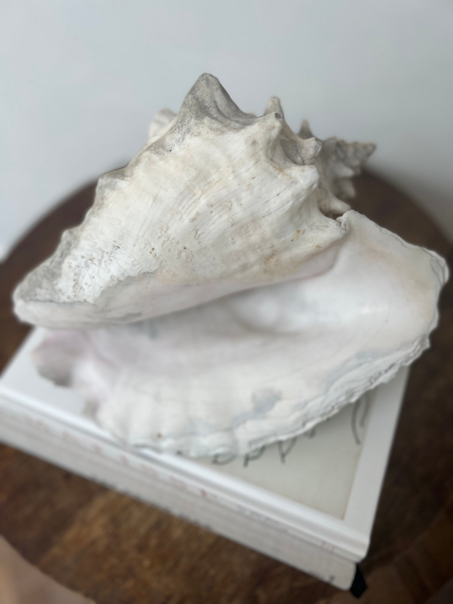 Large Antique Conch Shell