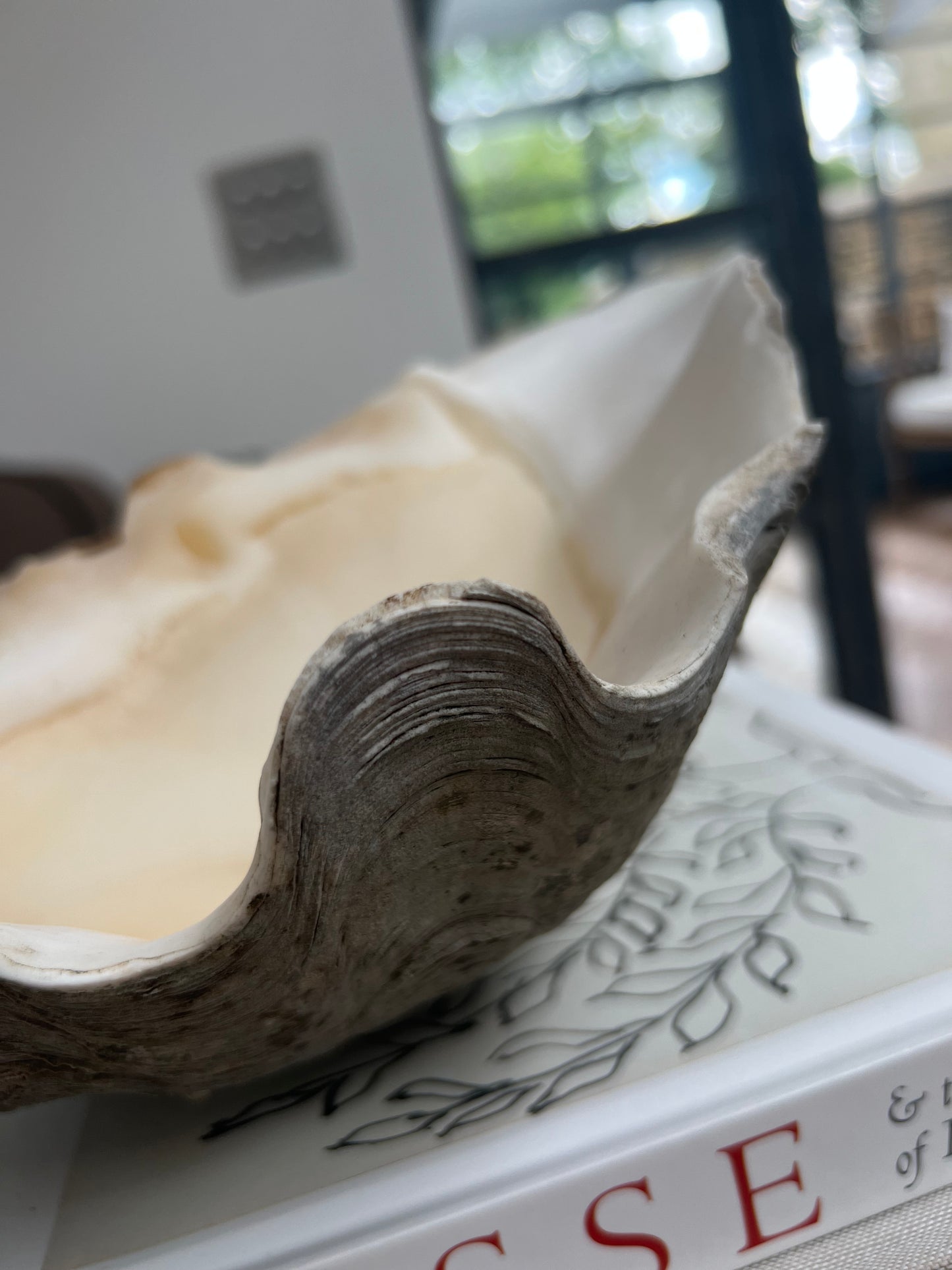 Large Antique Clam Shell