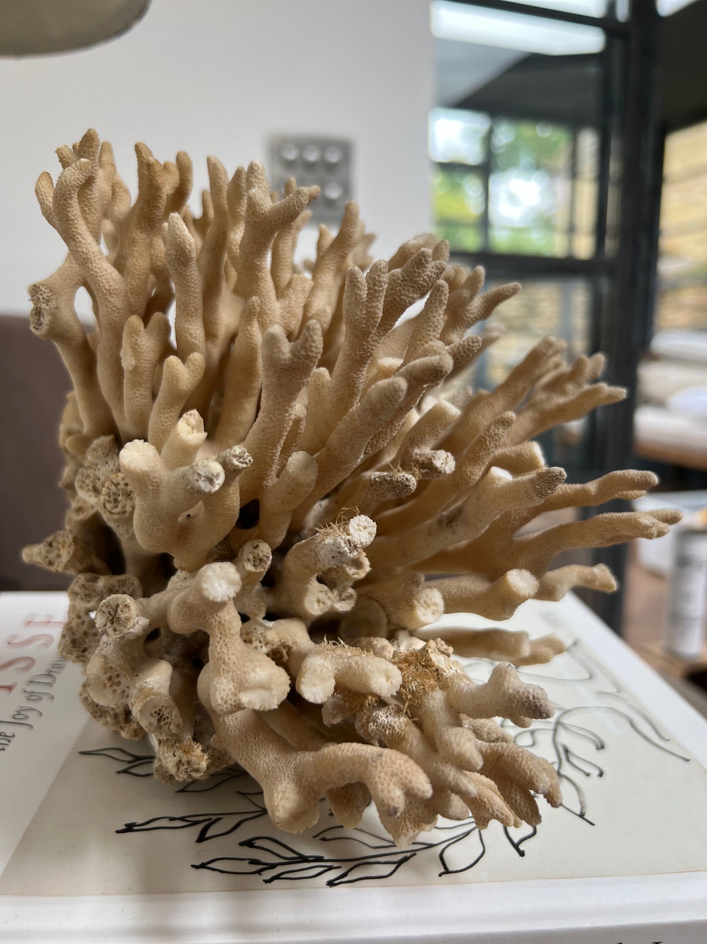 Antique Coral Specimen