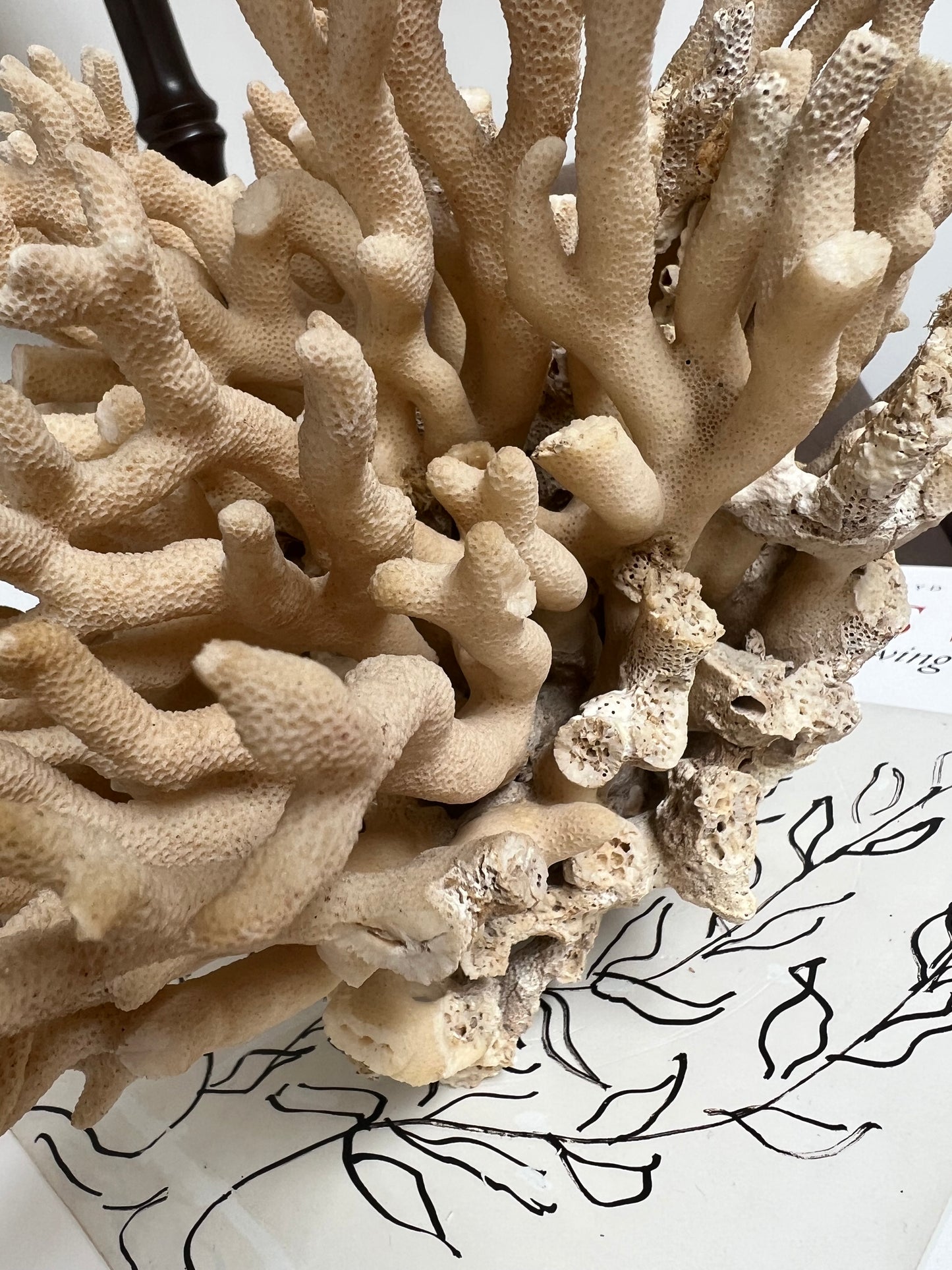 Antique Coral Specimen