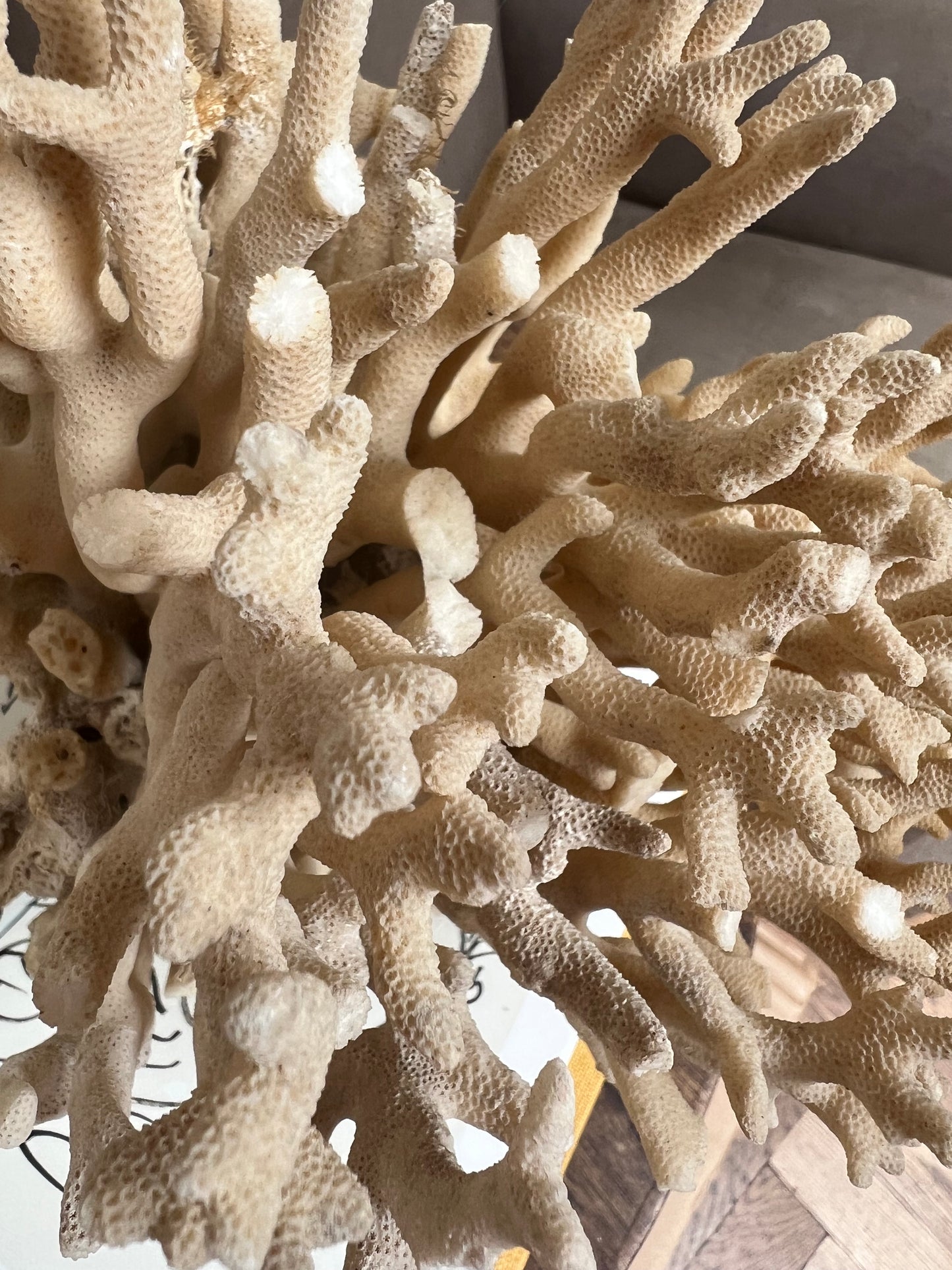 Antique Coral Specimen