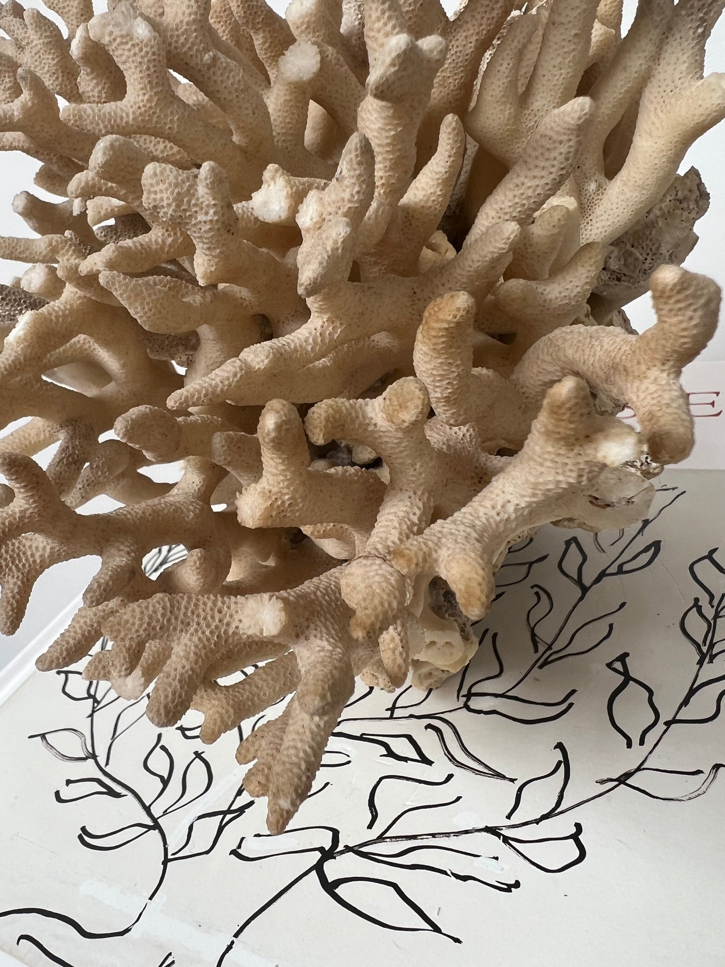 Antique Coral Specimen