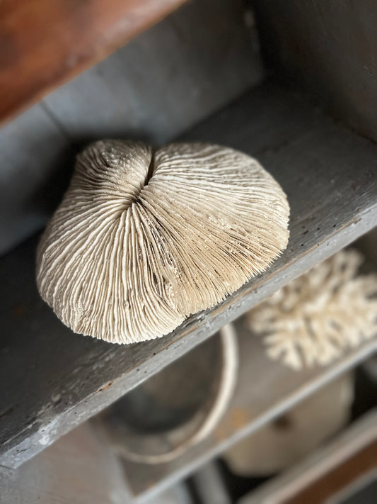 Antique Large Mushroom Coral