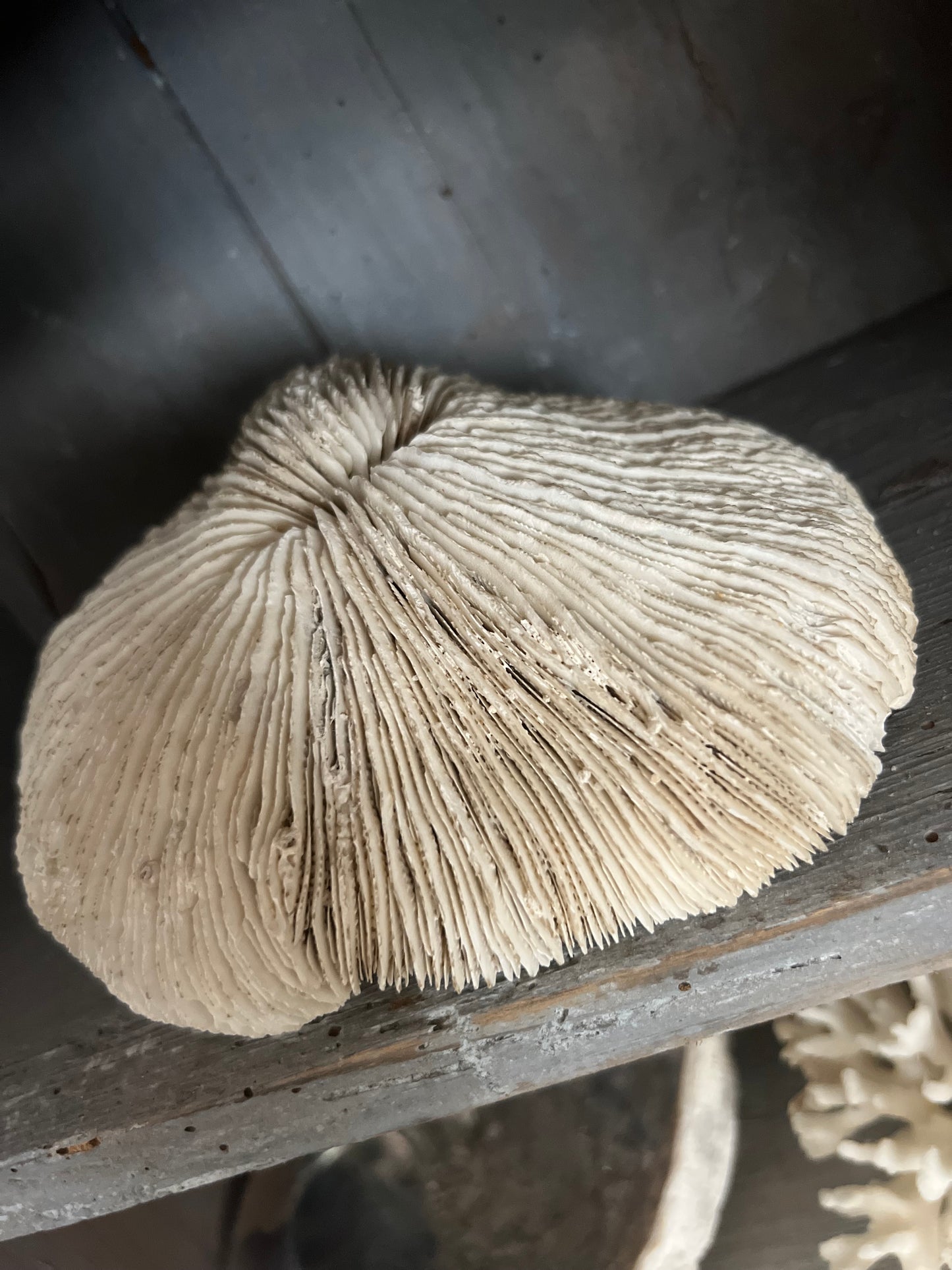 Antique Large Mushroom Coral