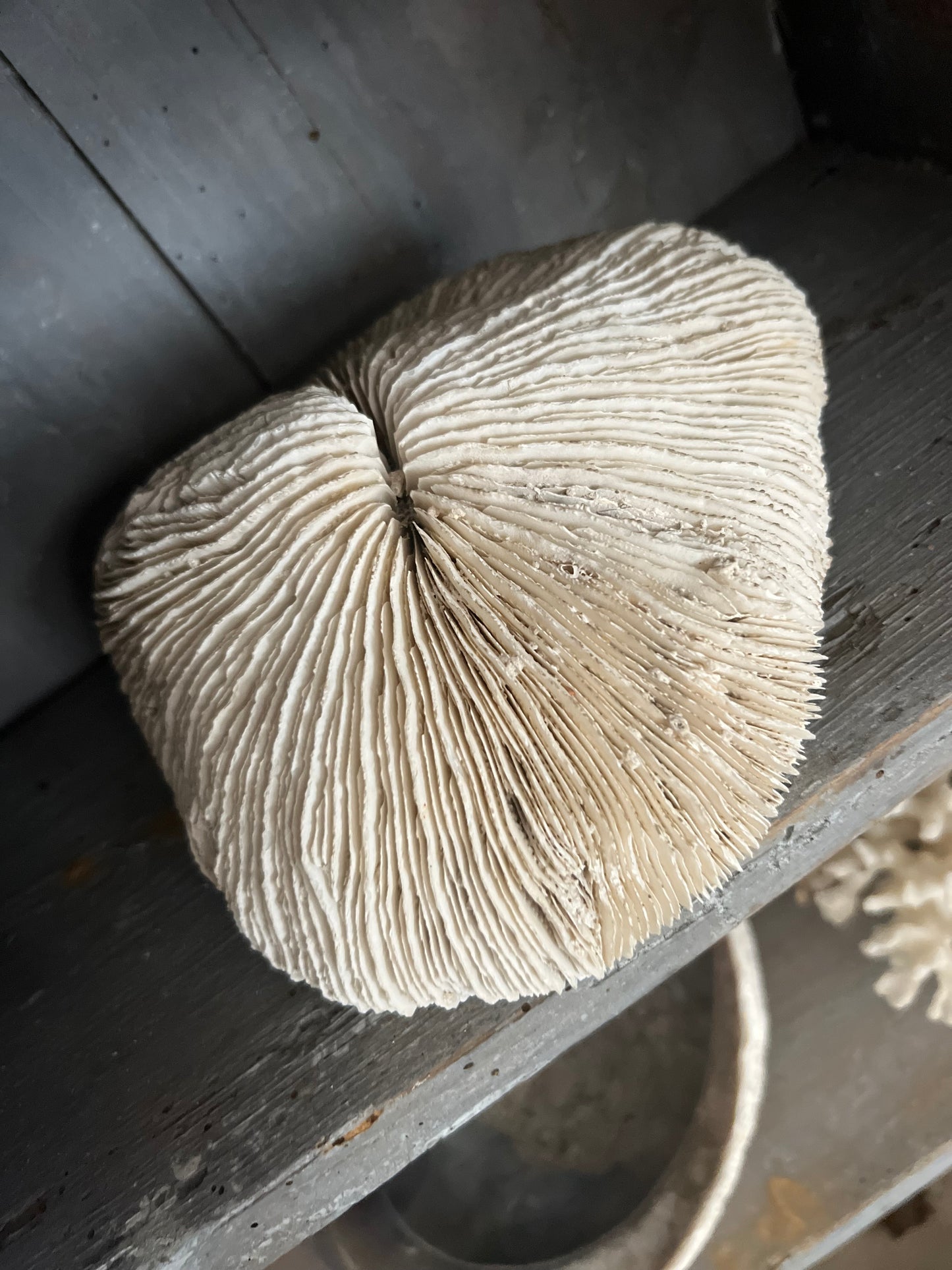 Antique Large Mushroom Coral