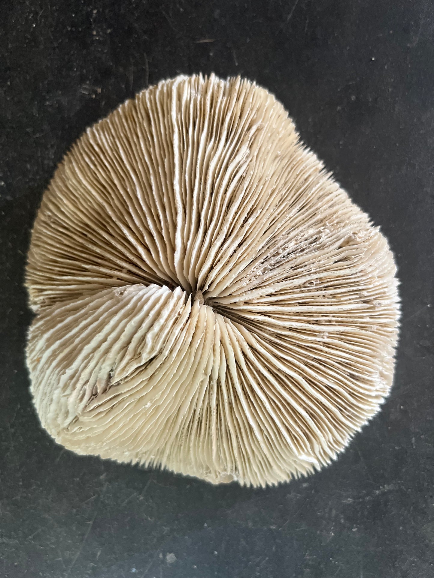 Antique Large Mushroom Coral