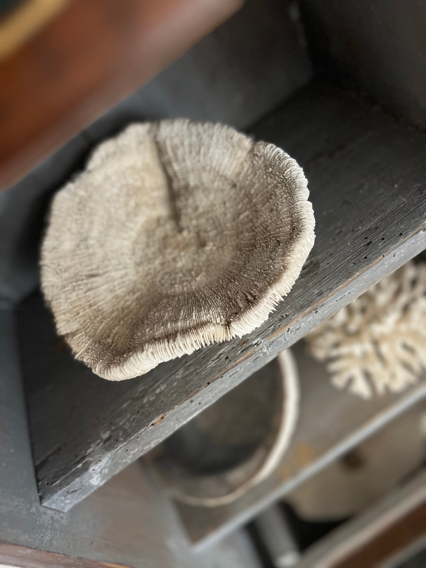 Antique Large Mushroom Coral