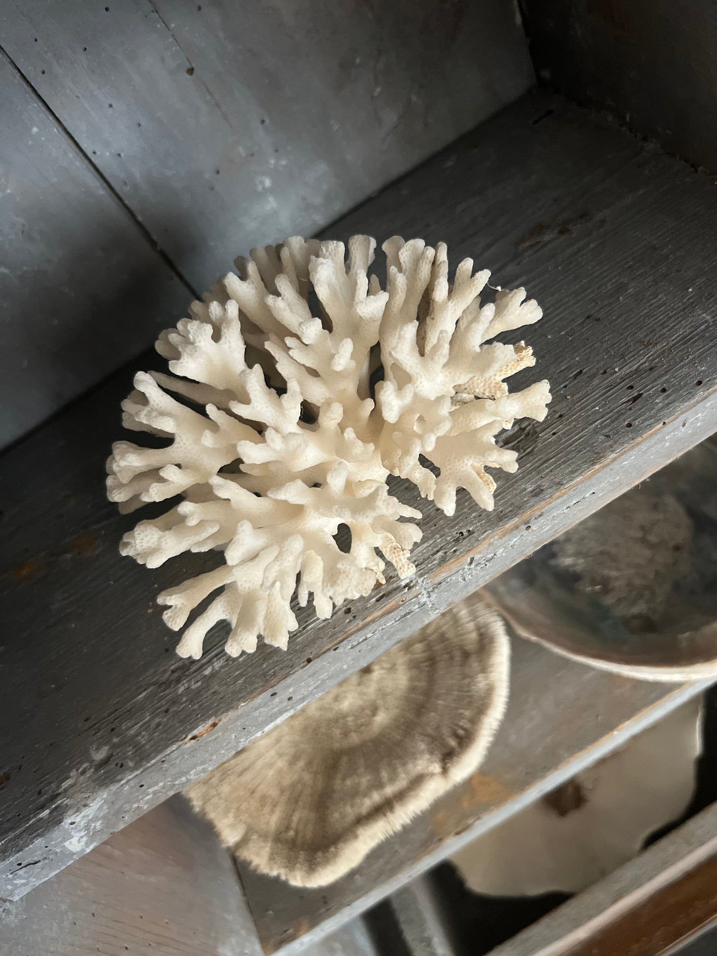 Antique Coral Specimen