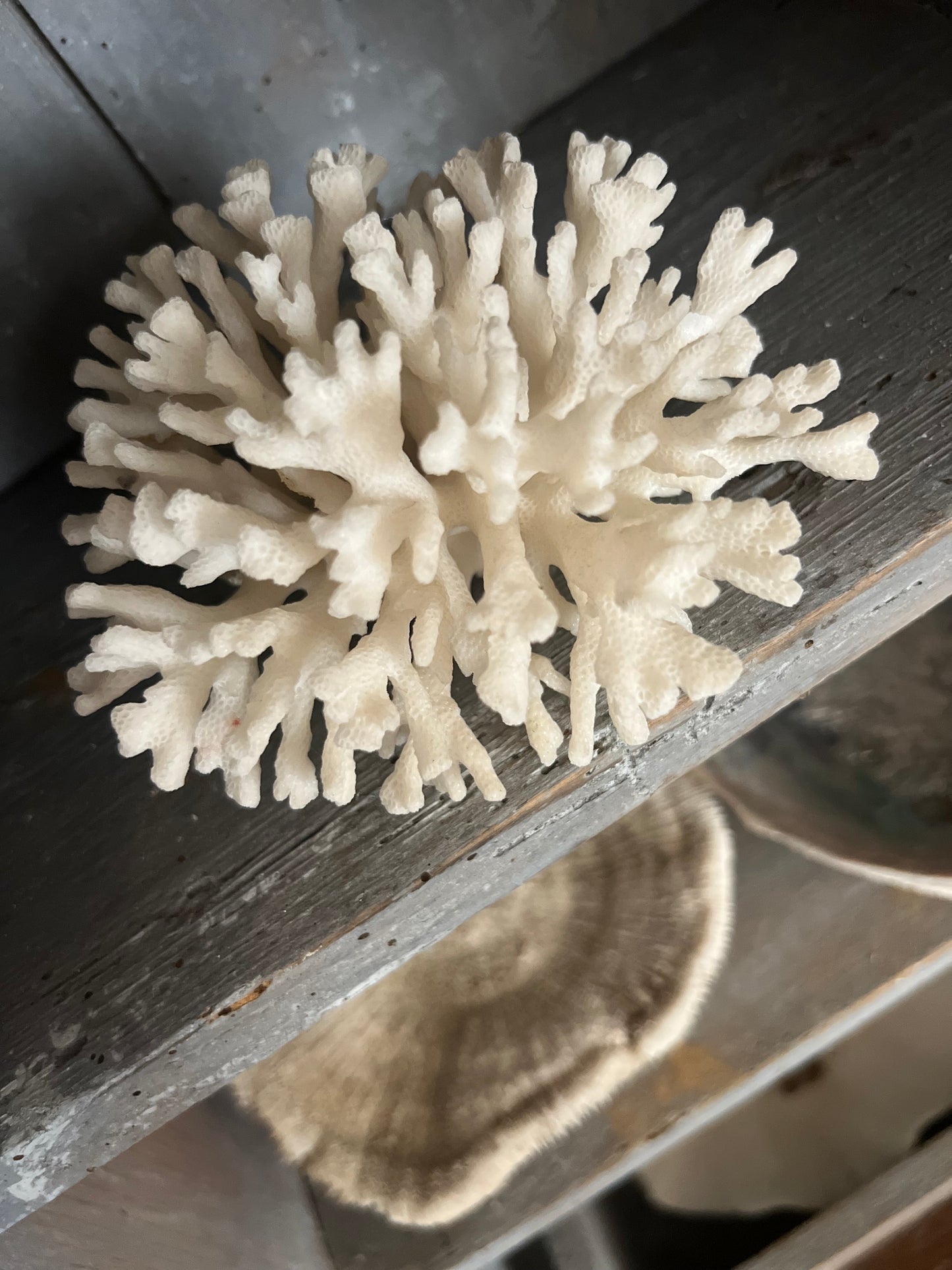 Antique Coral Specimen