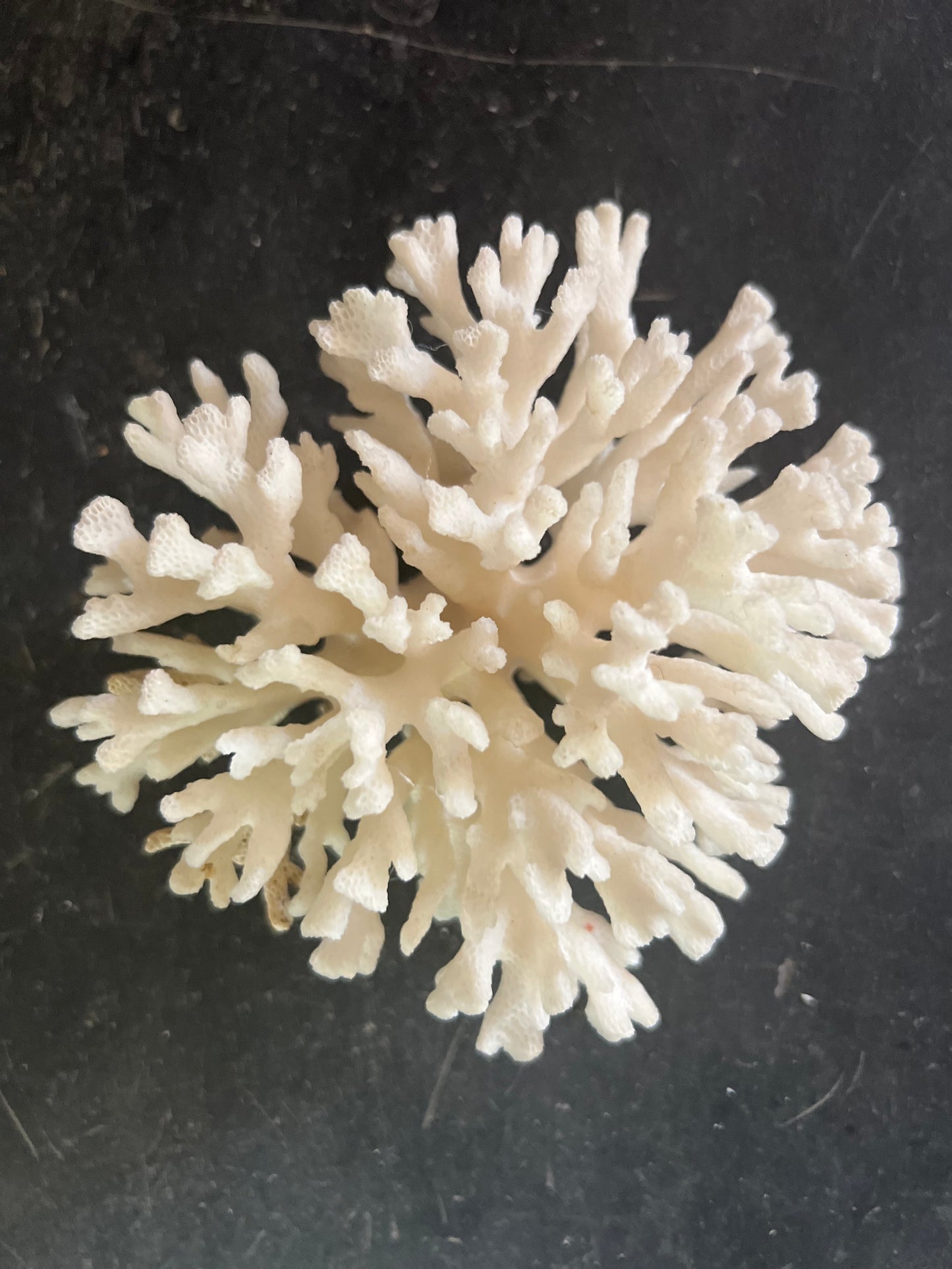 Antique Coral Specimen