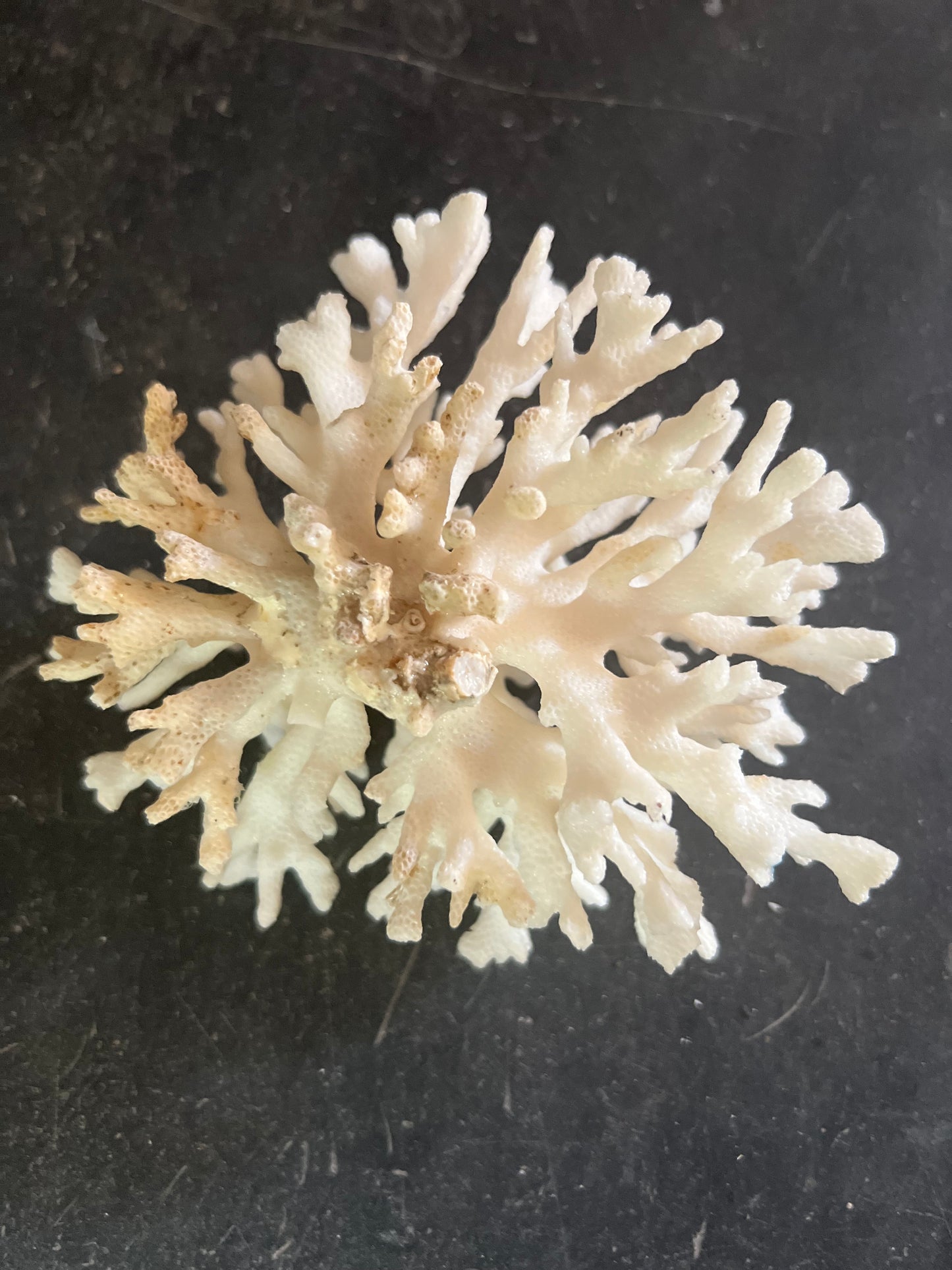 Antique Coral Specimen