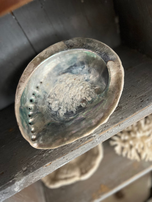 Vintage Abalone Shell