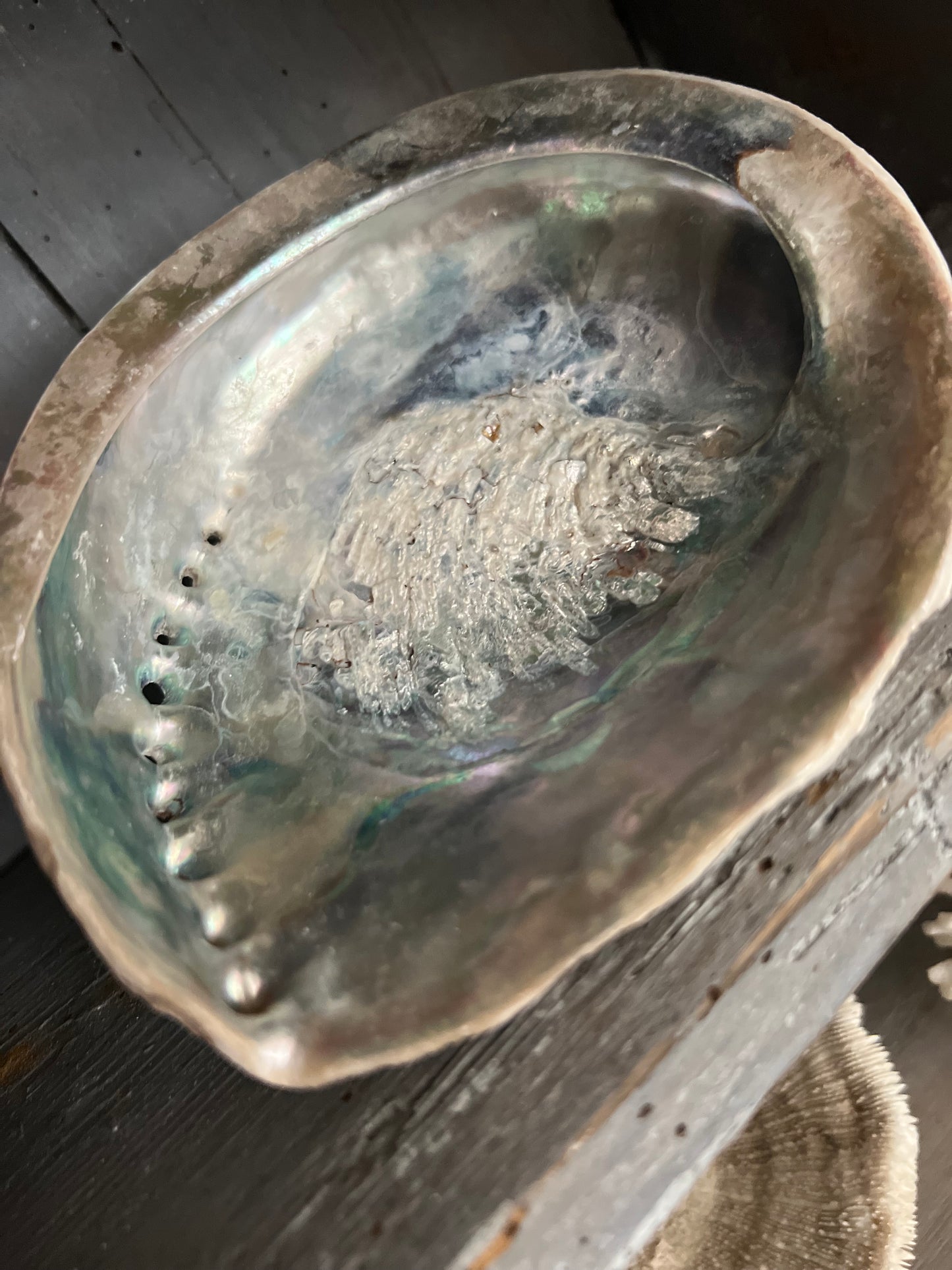 Vintage Abalone Shell