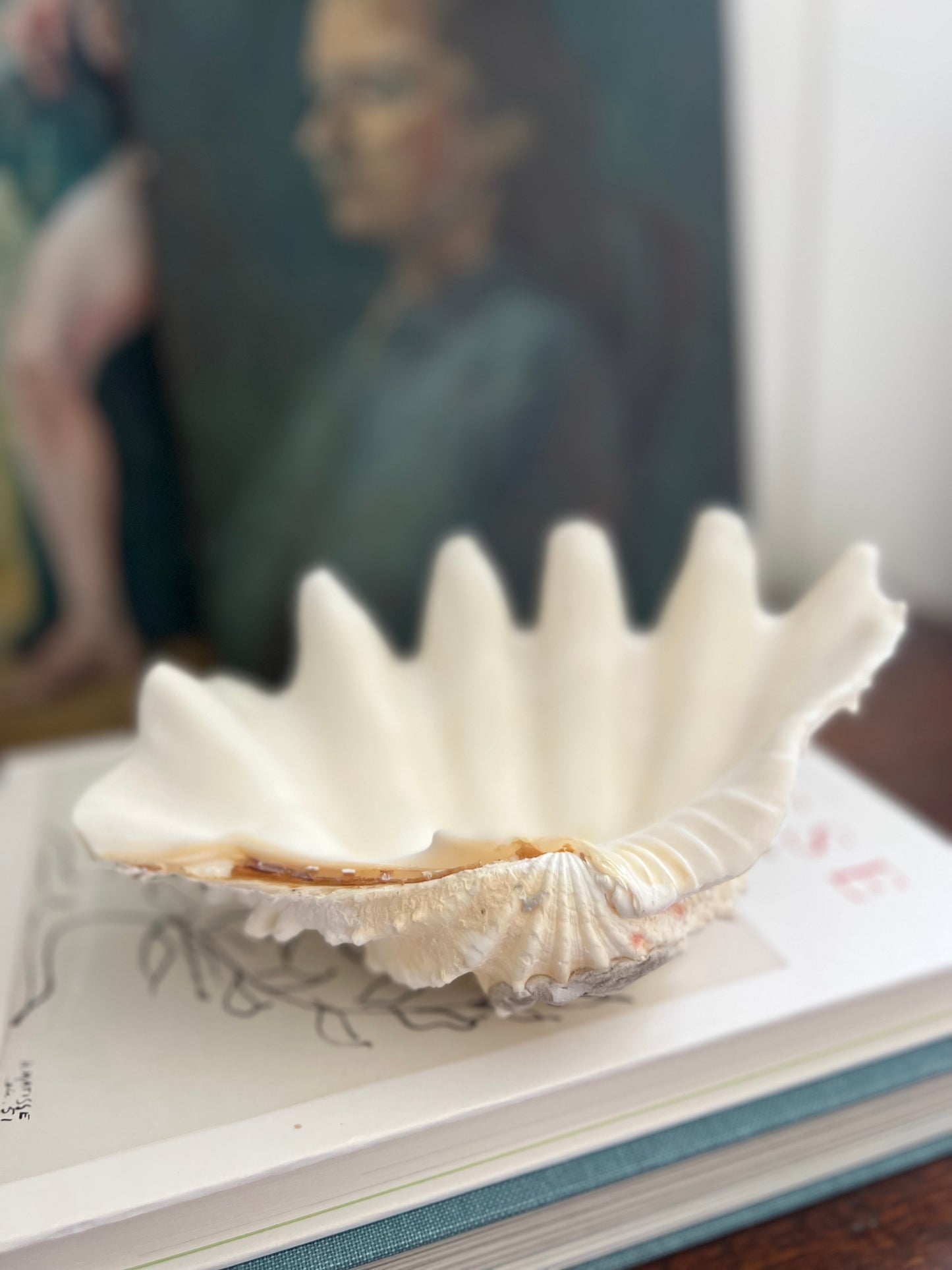 Antique Clam Shell