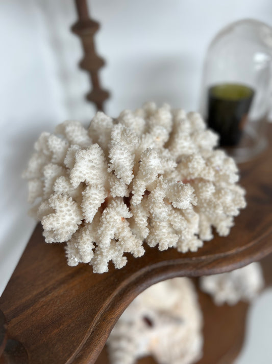 Antique Coral Specimen