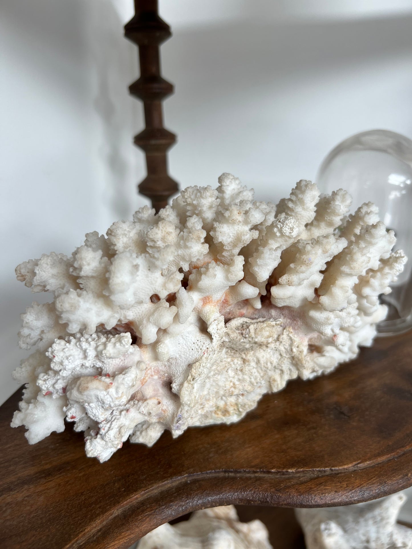 Antique Coral Specimen