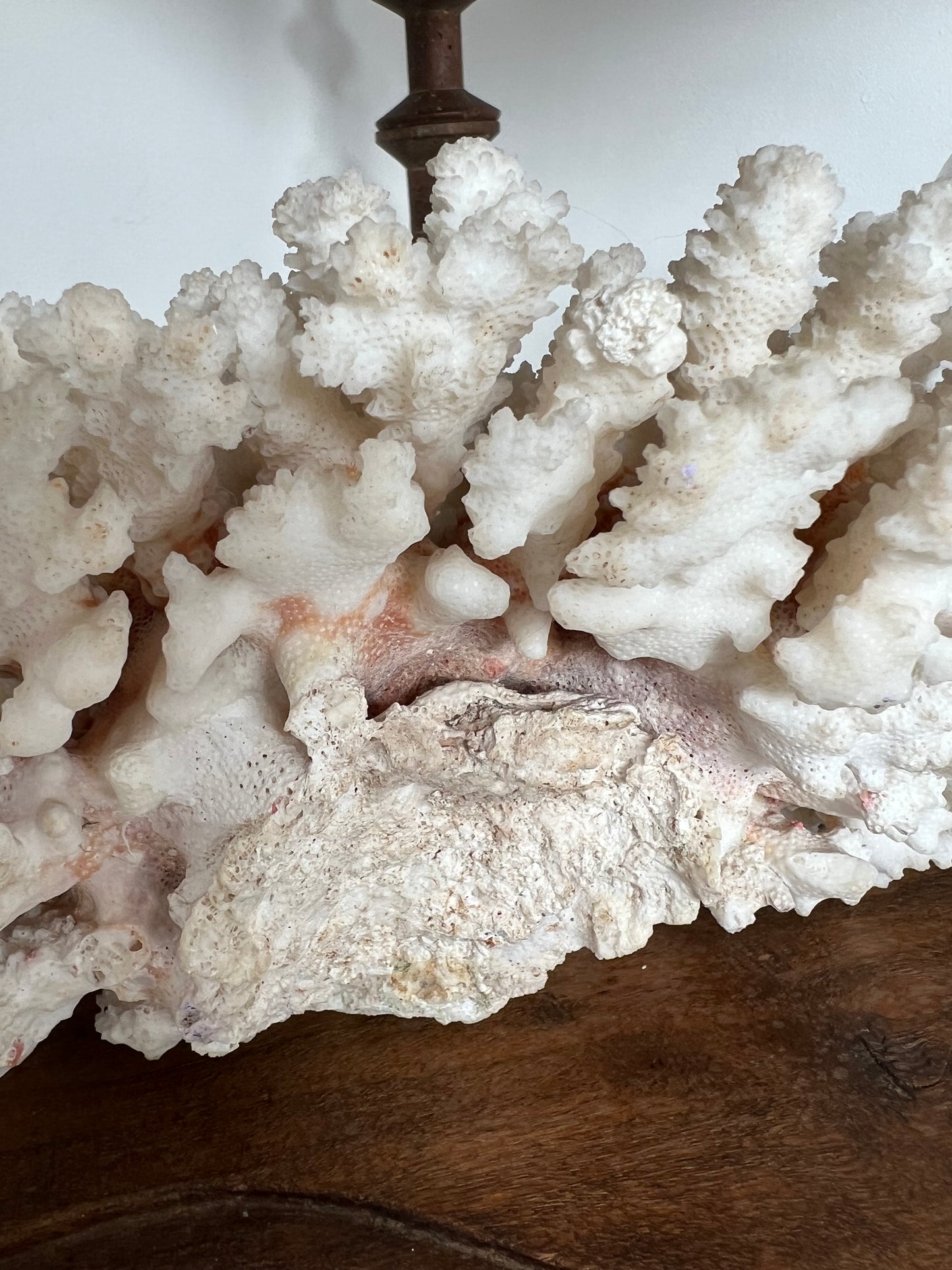 Antique Coral Specimen