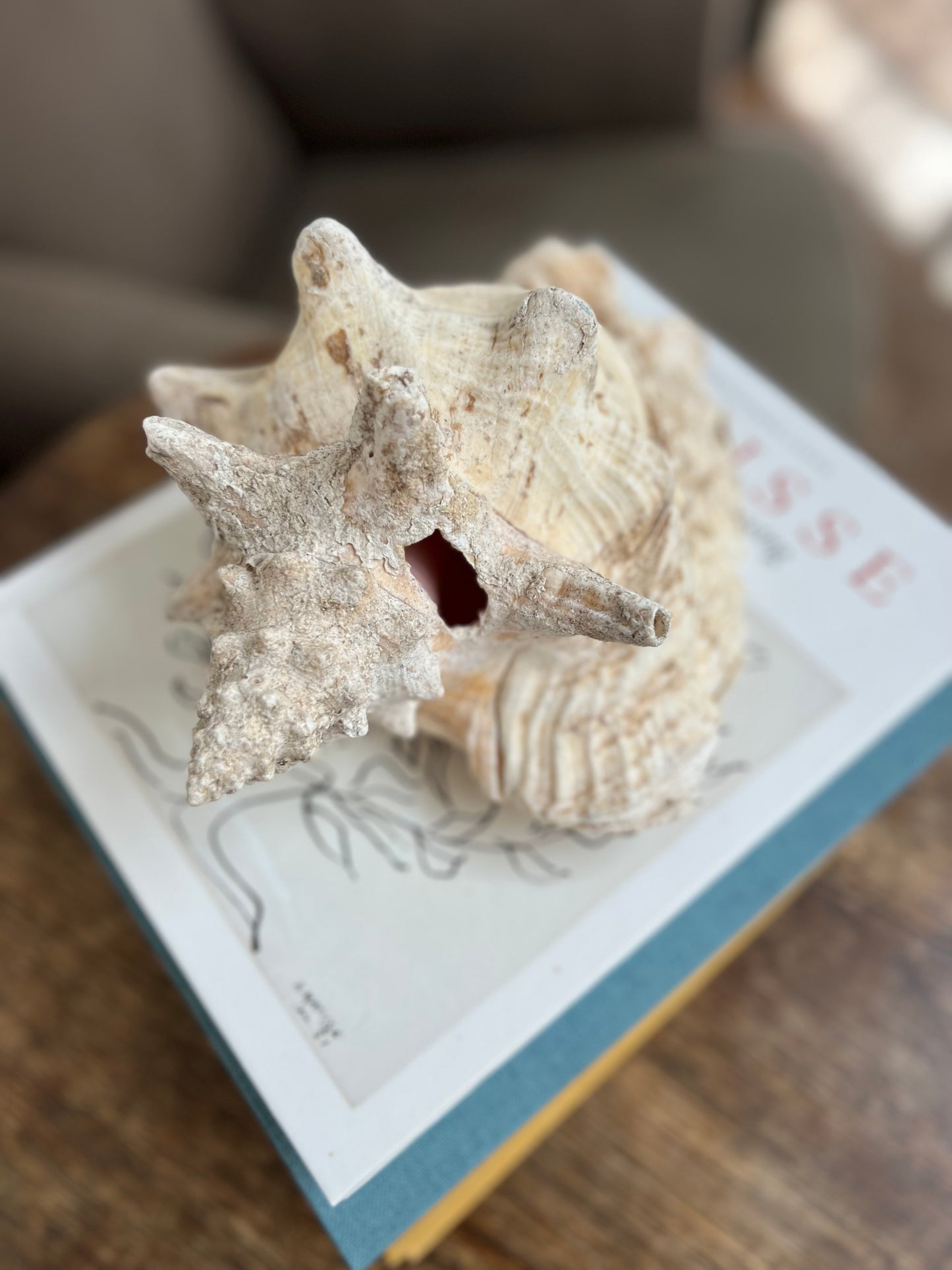 Large Antique Conch Shell