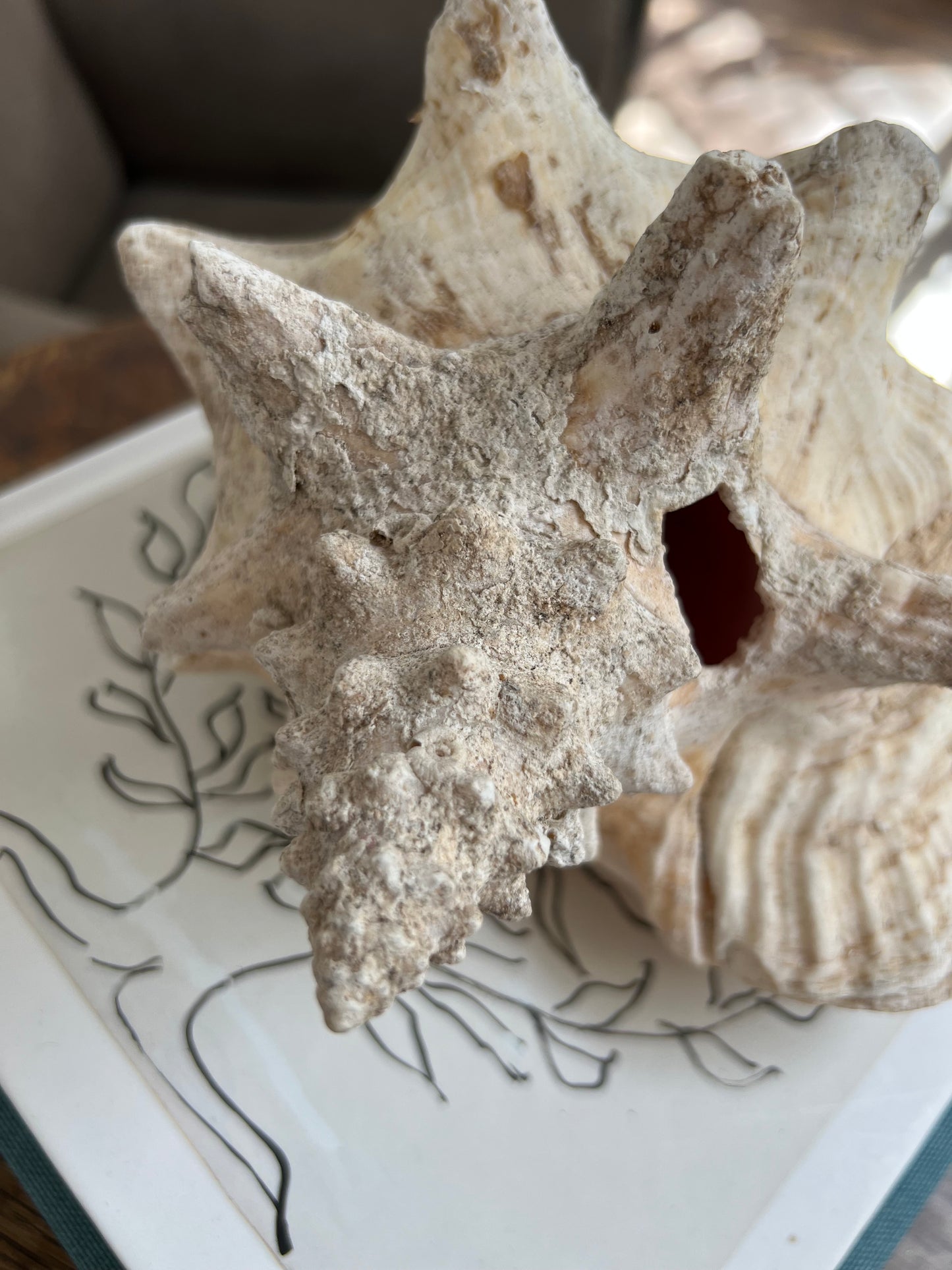 Large Antique Conch Shell