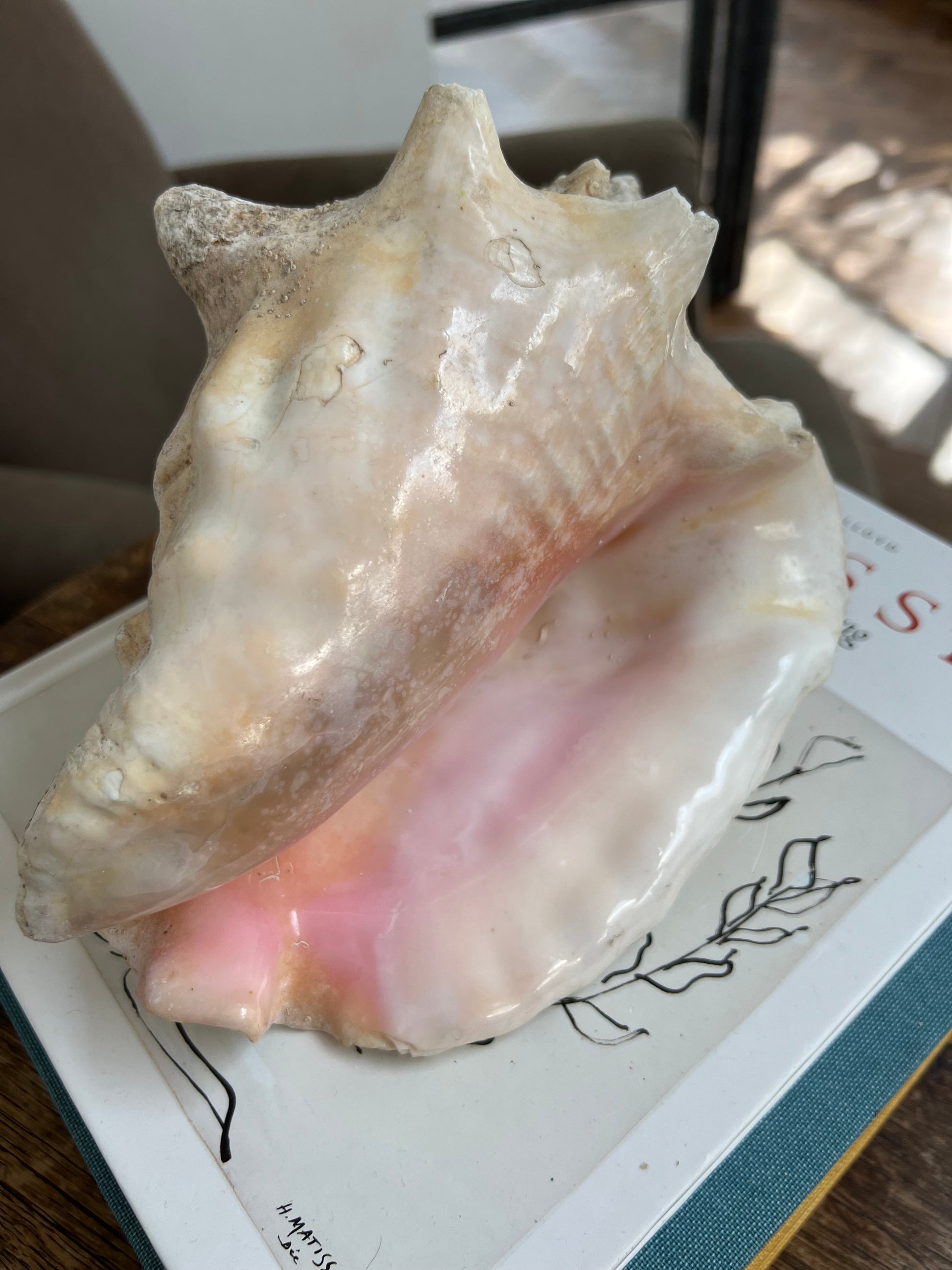 Large Antique Conch Shell