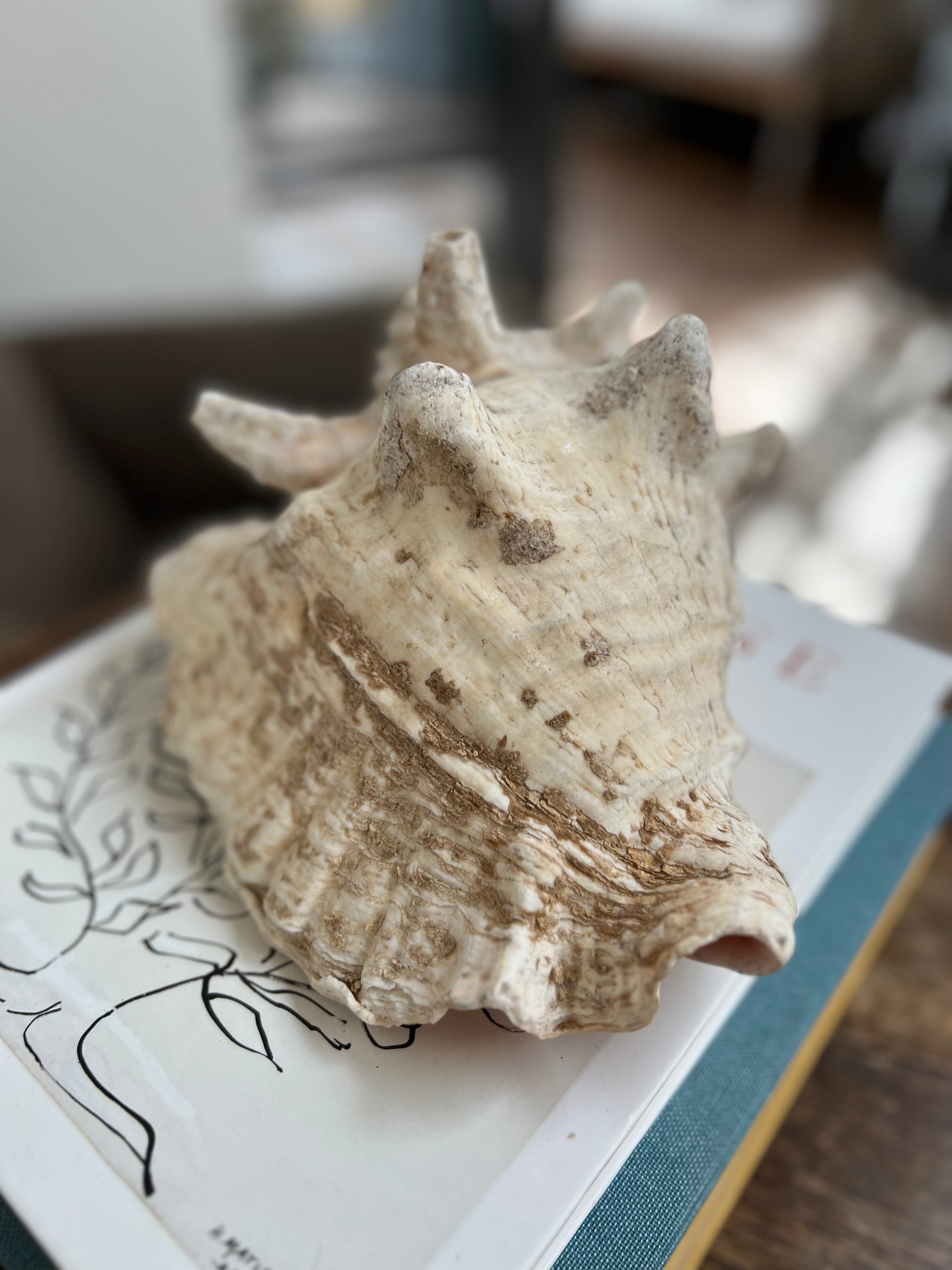 Large Antique Conch Shell