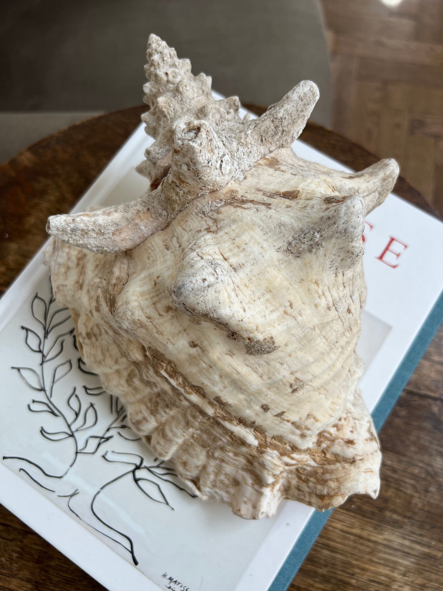 Large Antique Conch Shell