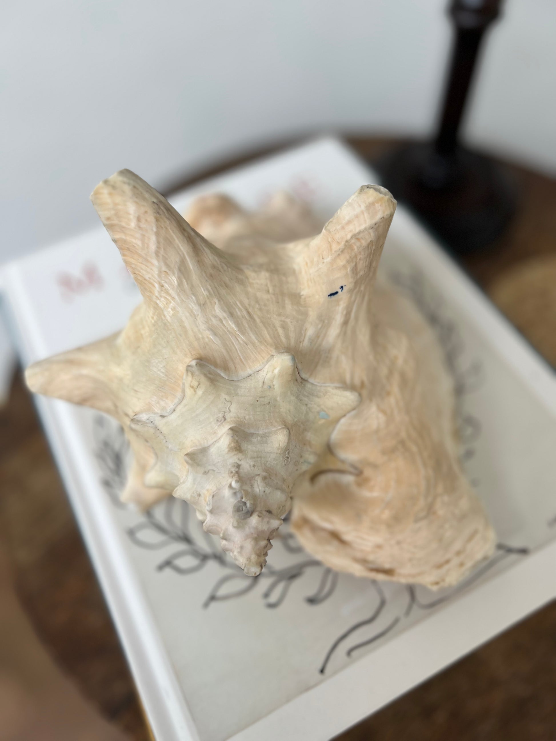 Large Antique Conch Shell